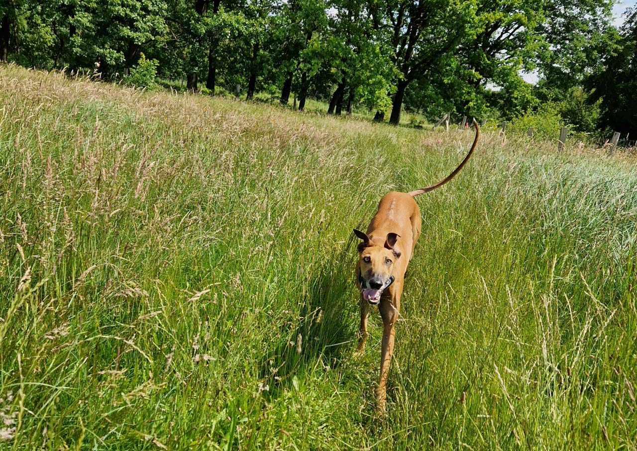 Galgo Leo Leishmaniose positiv aber fröhlich