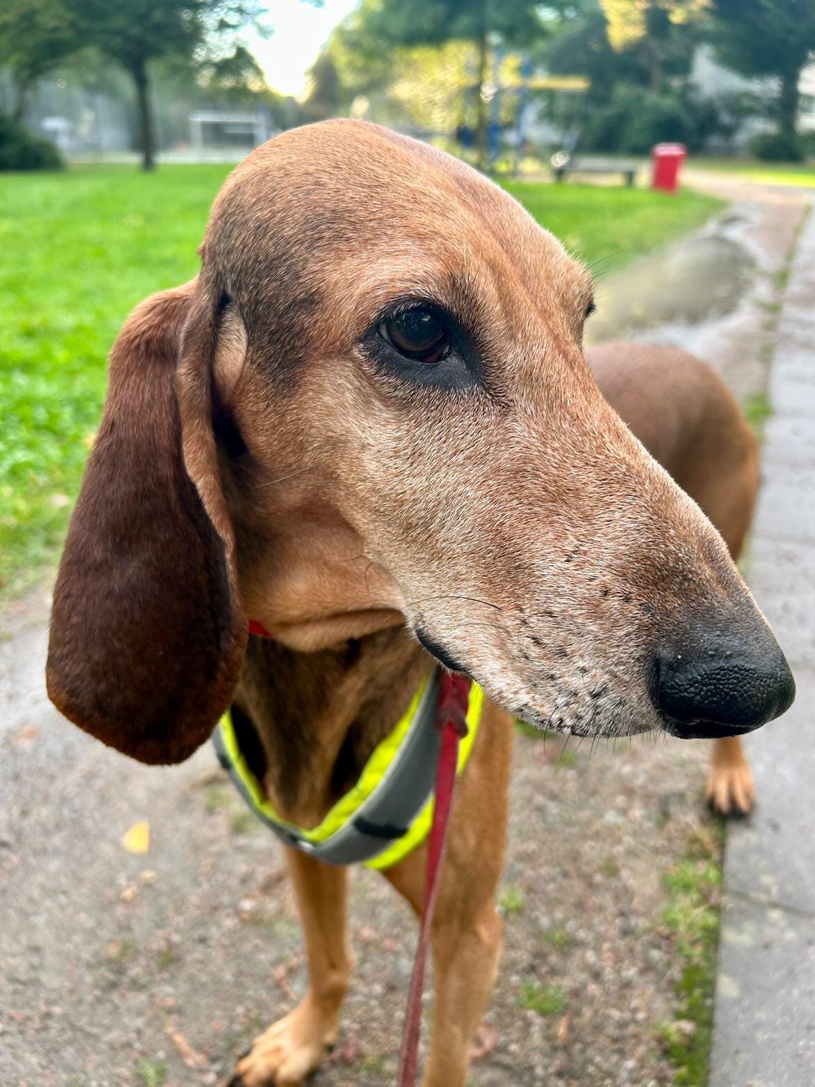 Missbrauch von Jagdhunden in Italien