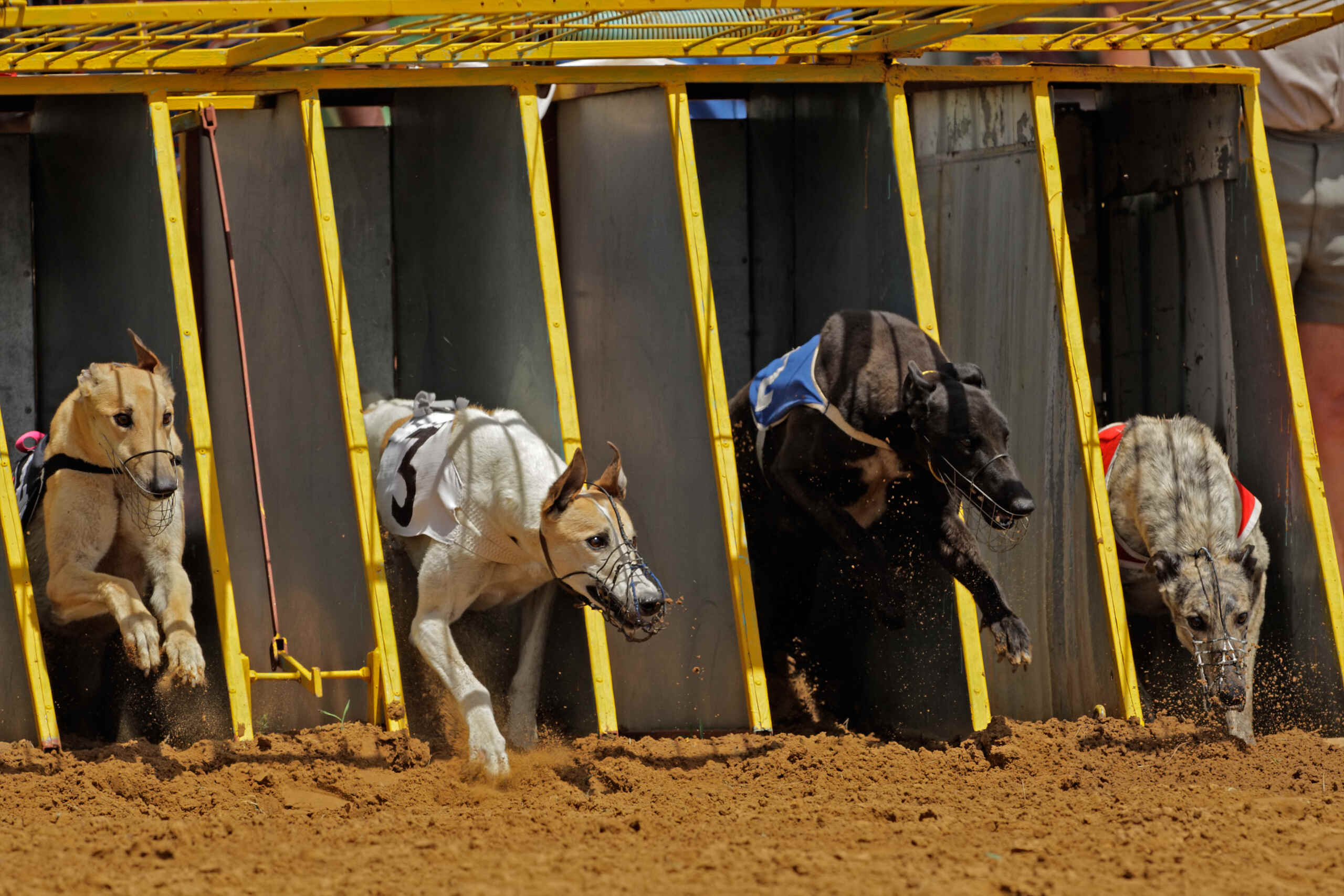 Greyhound racing