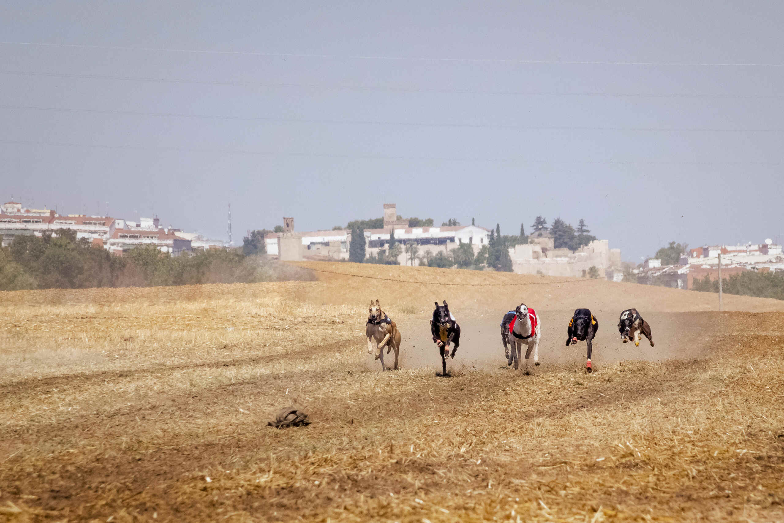 Cinco galgos españoles de pura raza corriendo en la carrera de perros con la ciudad de fondo.