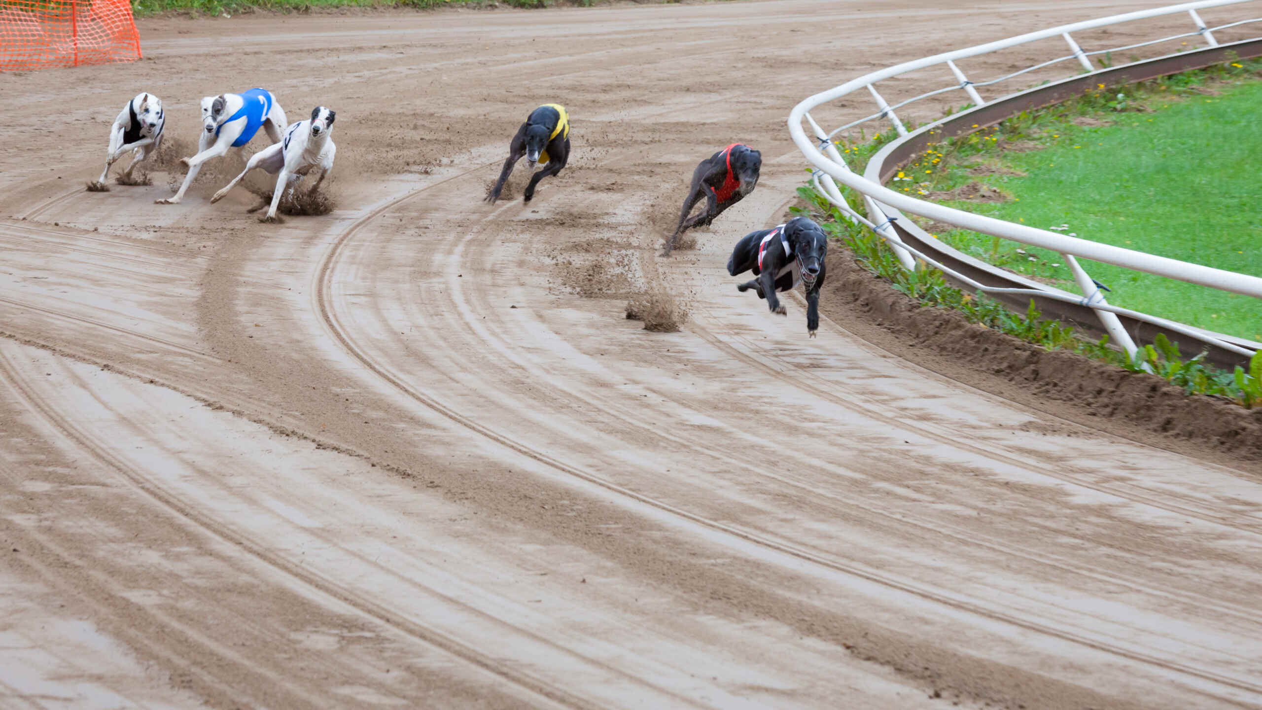 Greyhound dogs racing