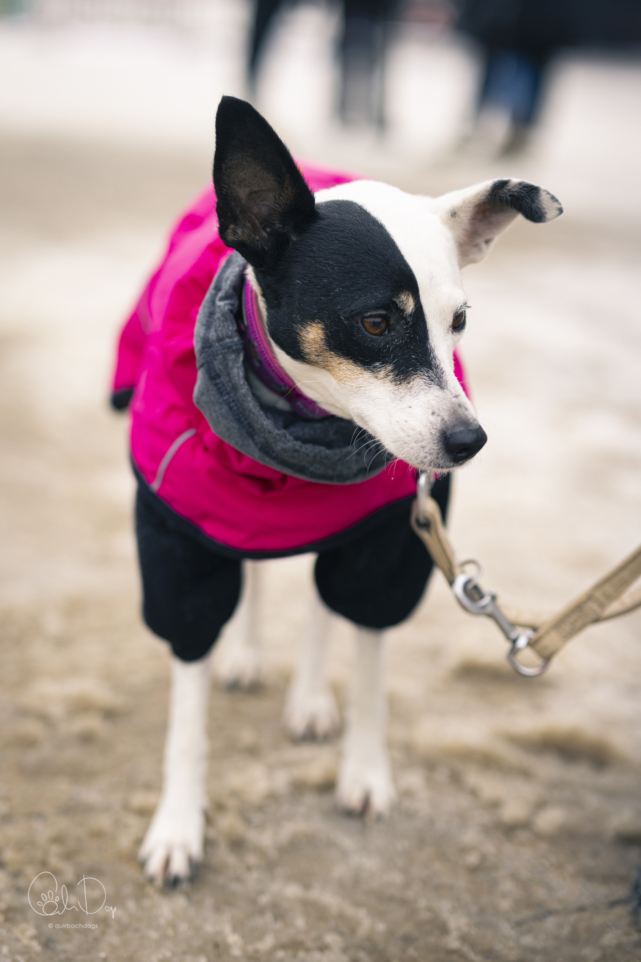 Quirbach Photography