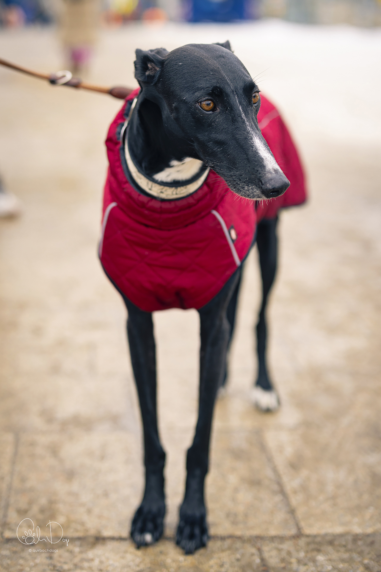 Quirbach Photography