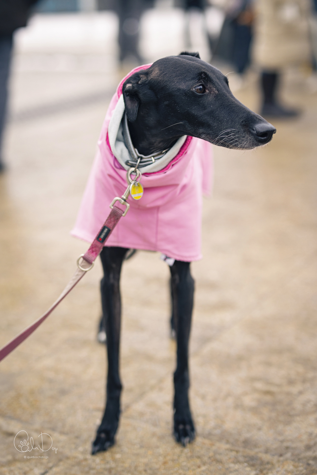 Quirbach Photography