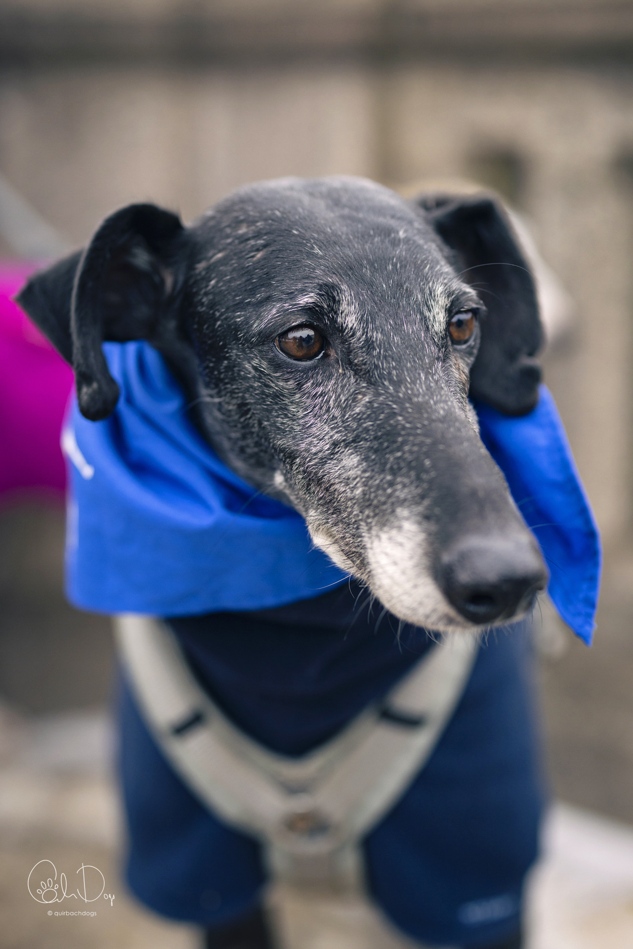 Quirbach Photography