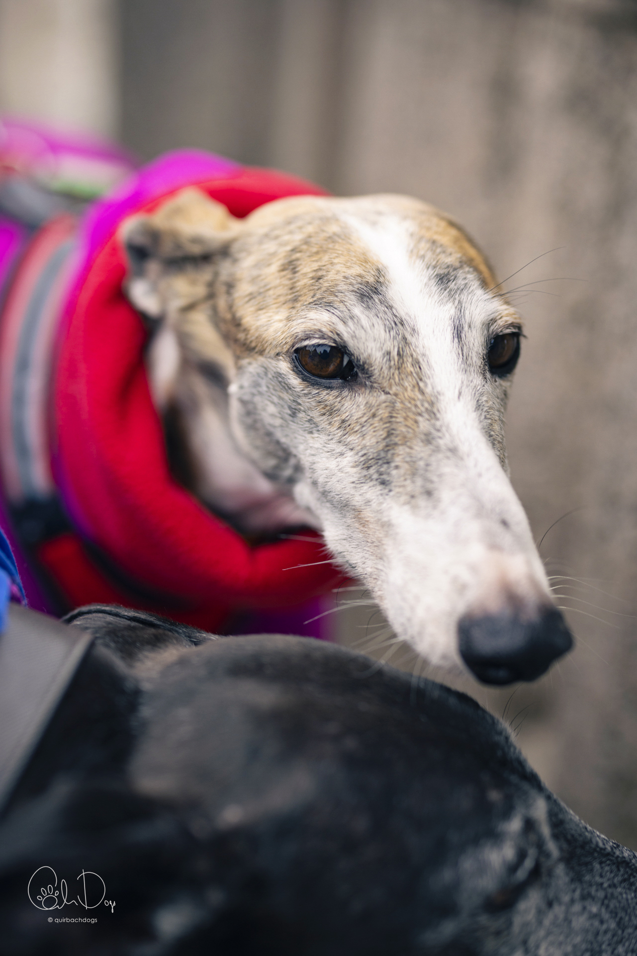 Quirbach Photography