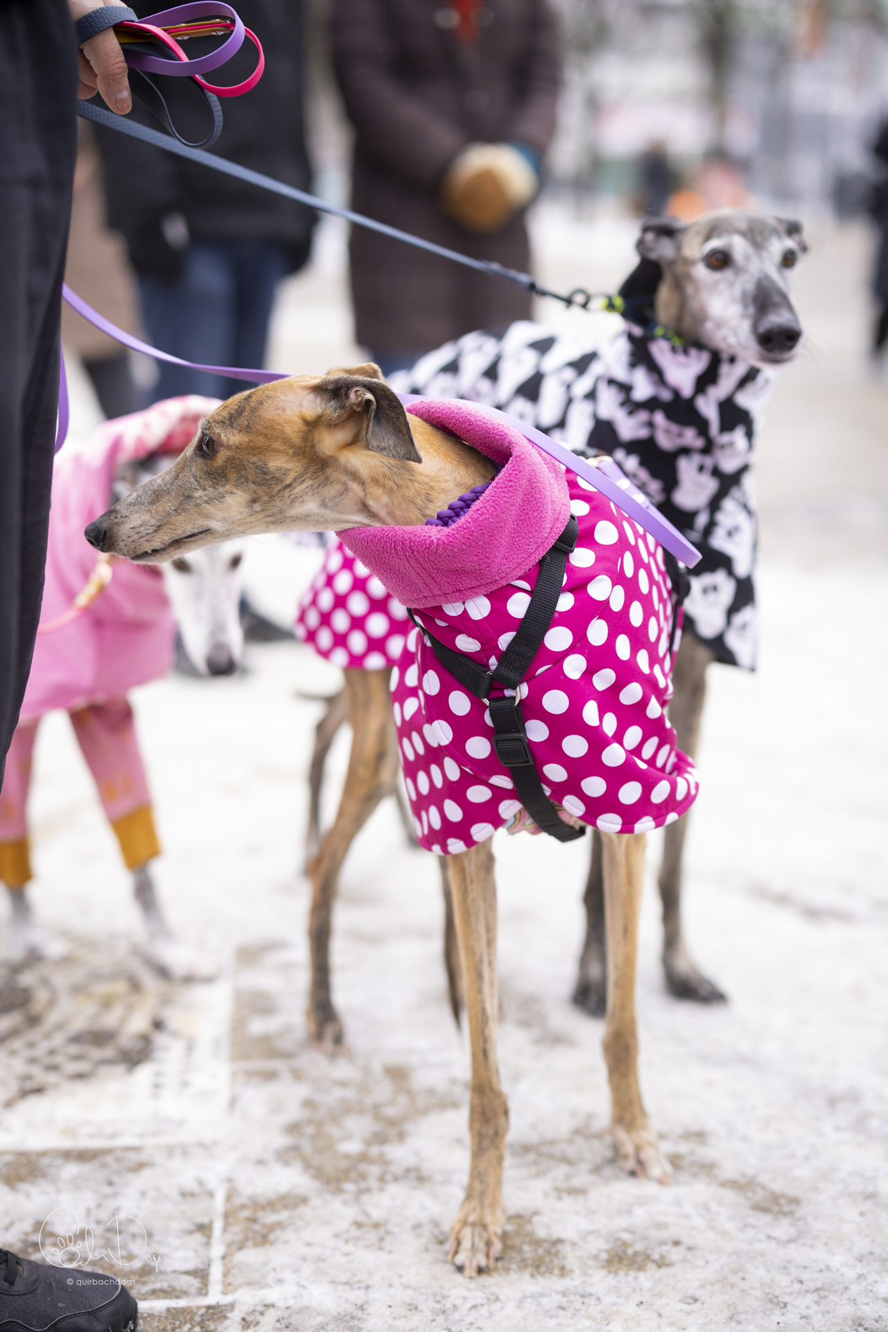 Quirbach Photography