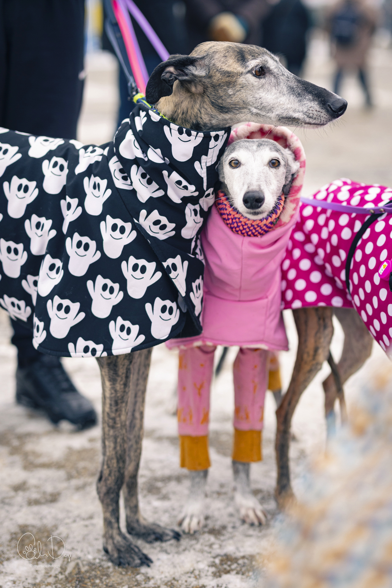 Quirbach Photography