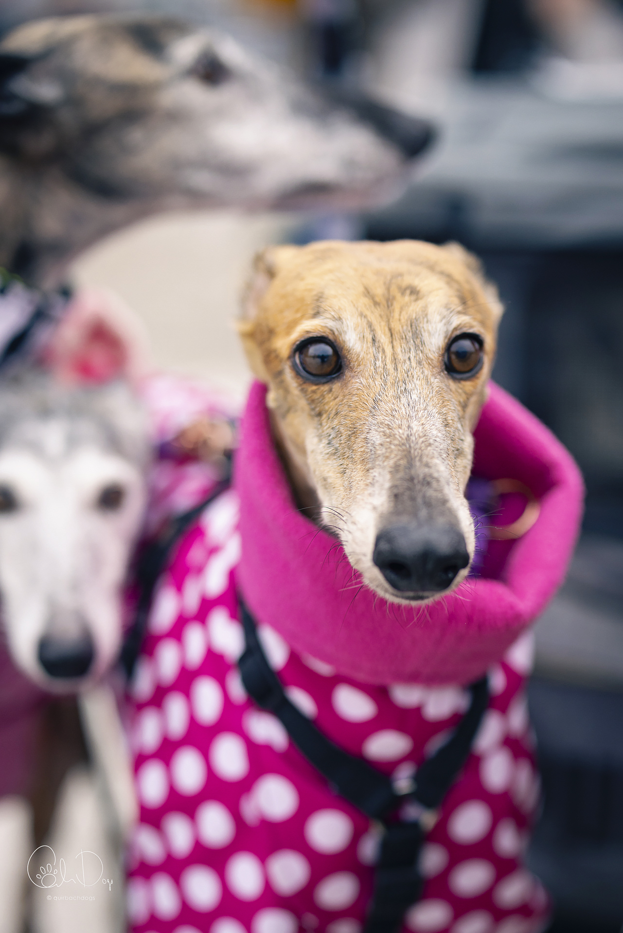 Quirbach Photography