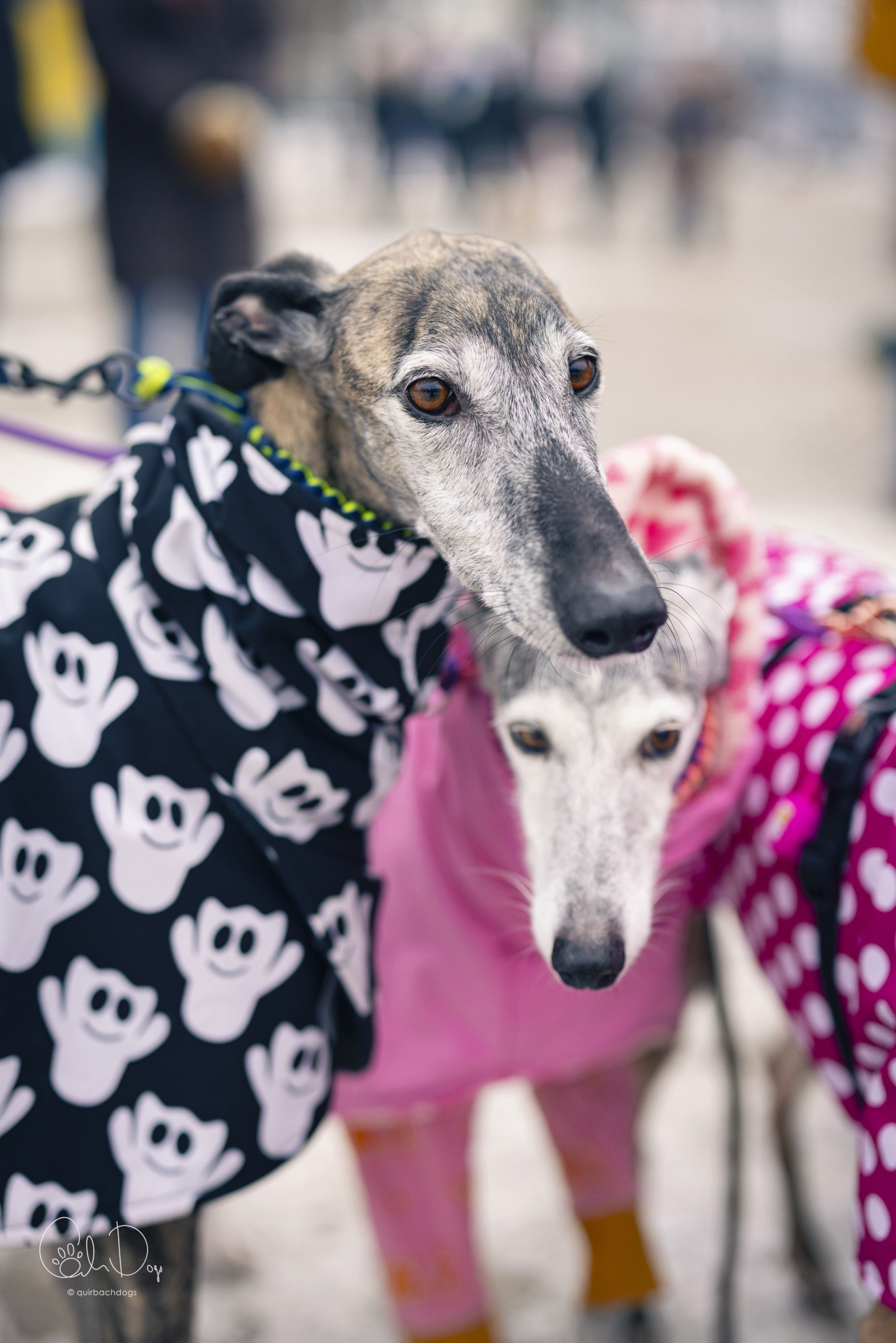 Quirbach Photography