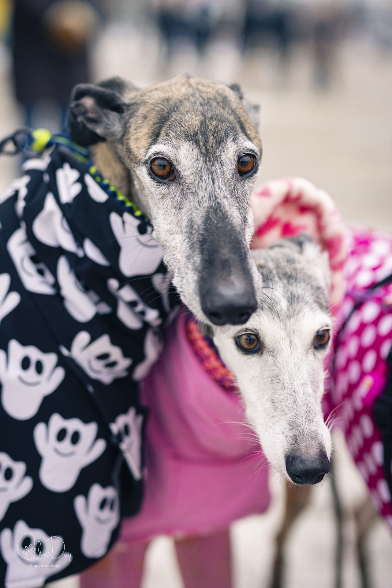 Quirbach Photography