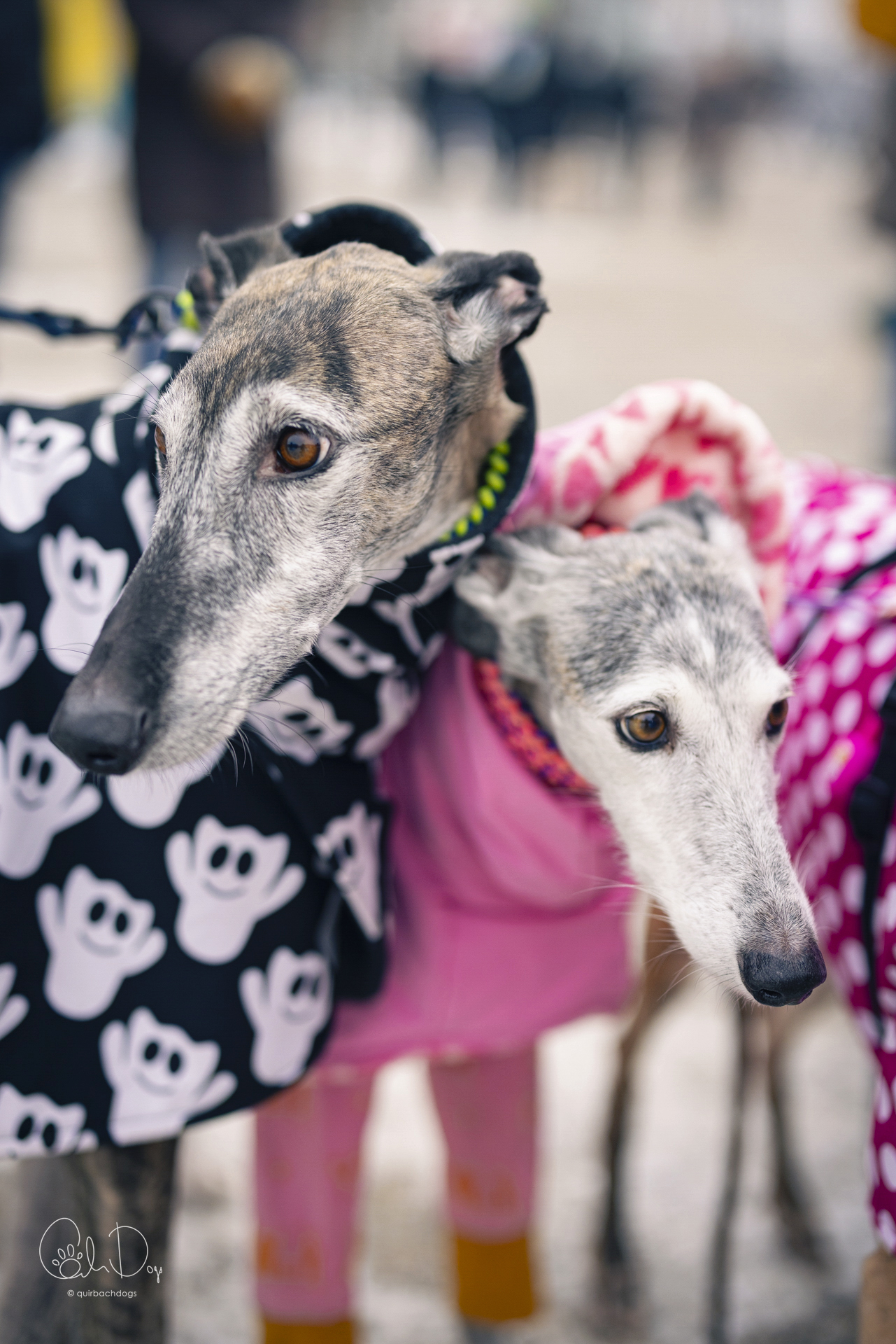 Quirbach Photography