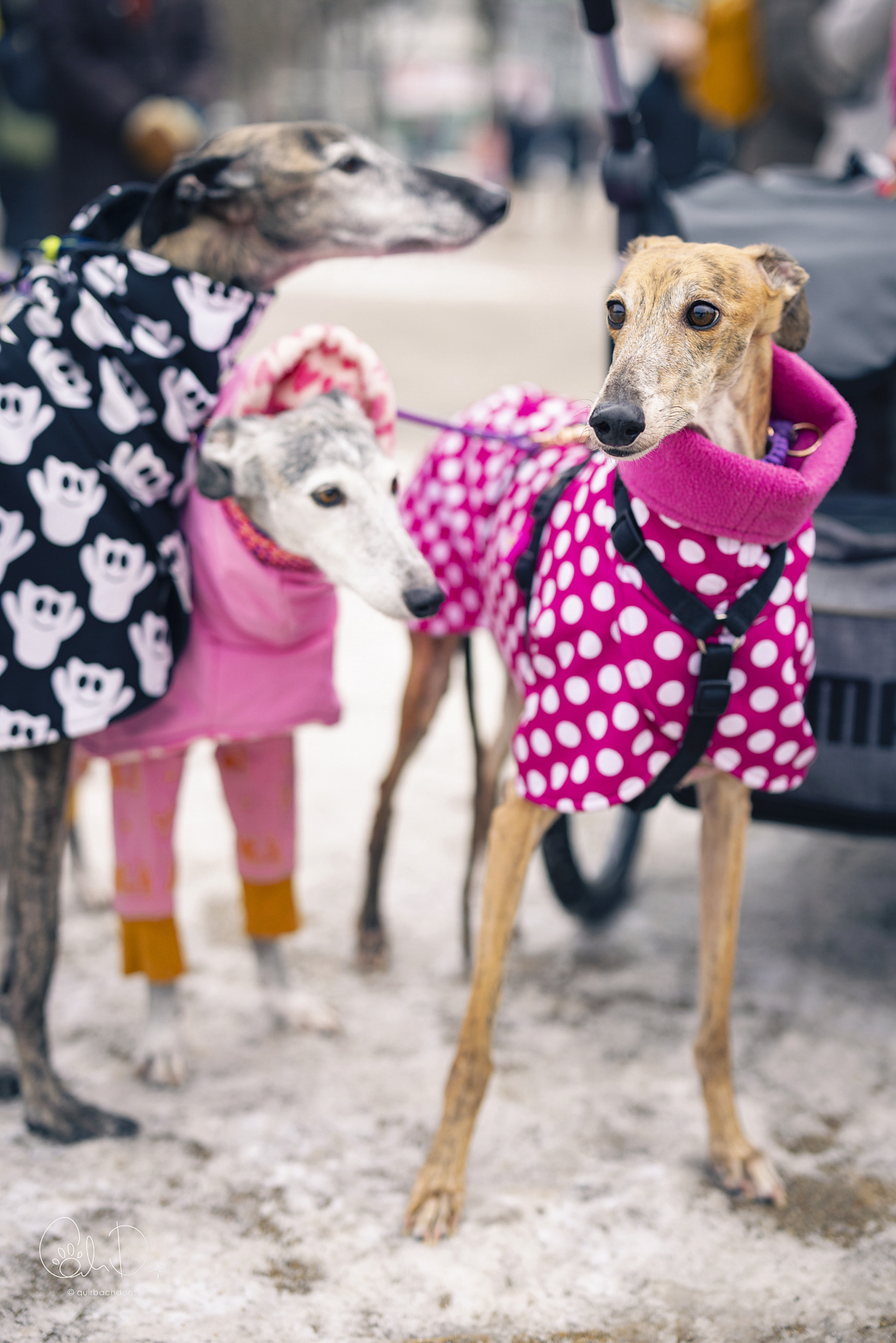 Quirbach Photography