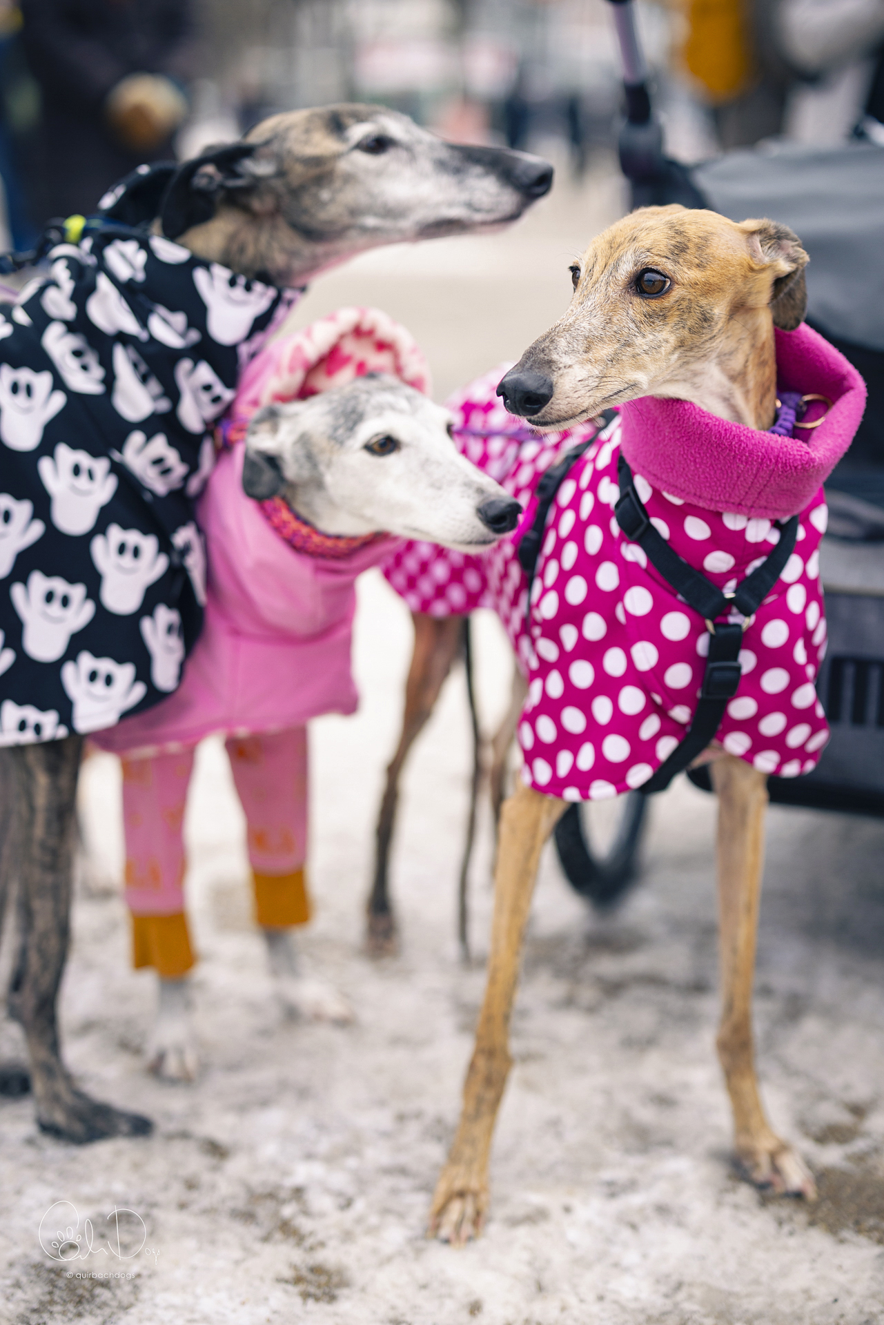 Quirbach Photography