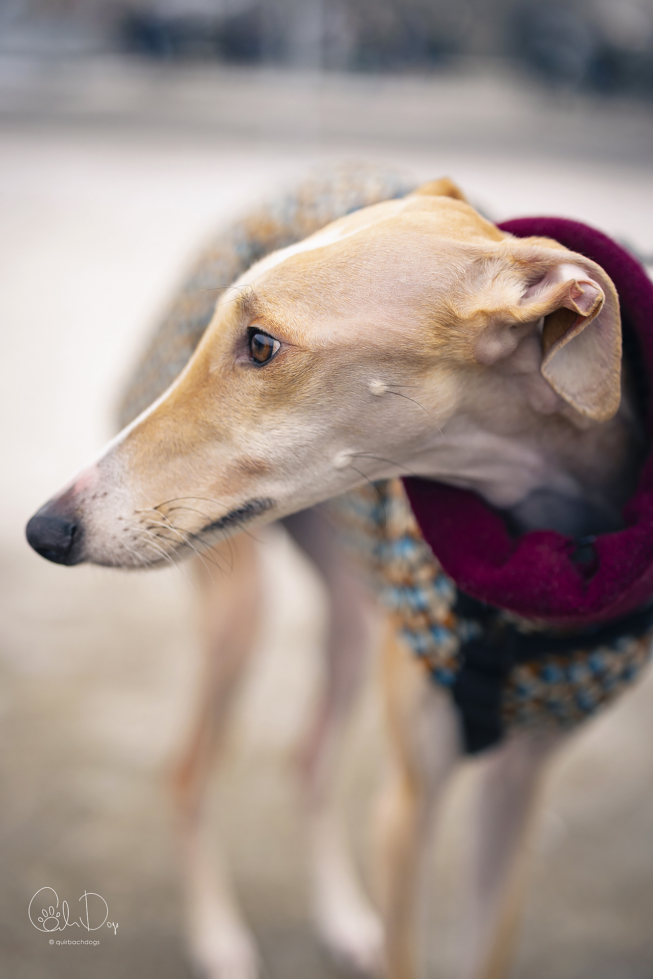 Quirbach Photography