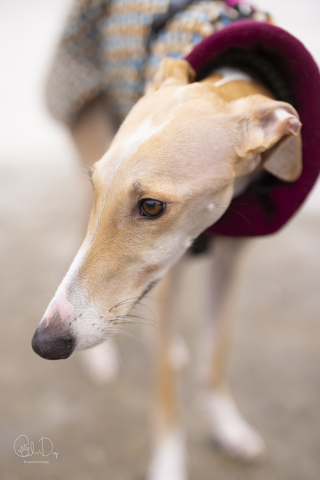 Quirbach Photography