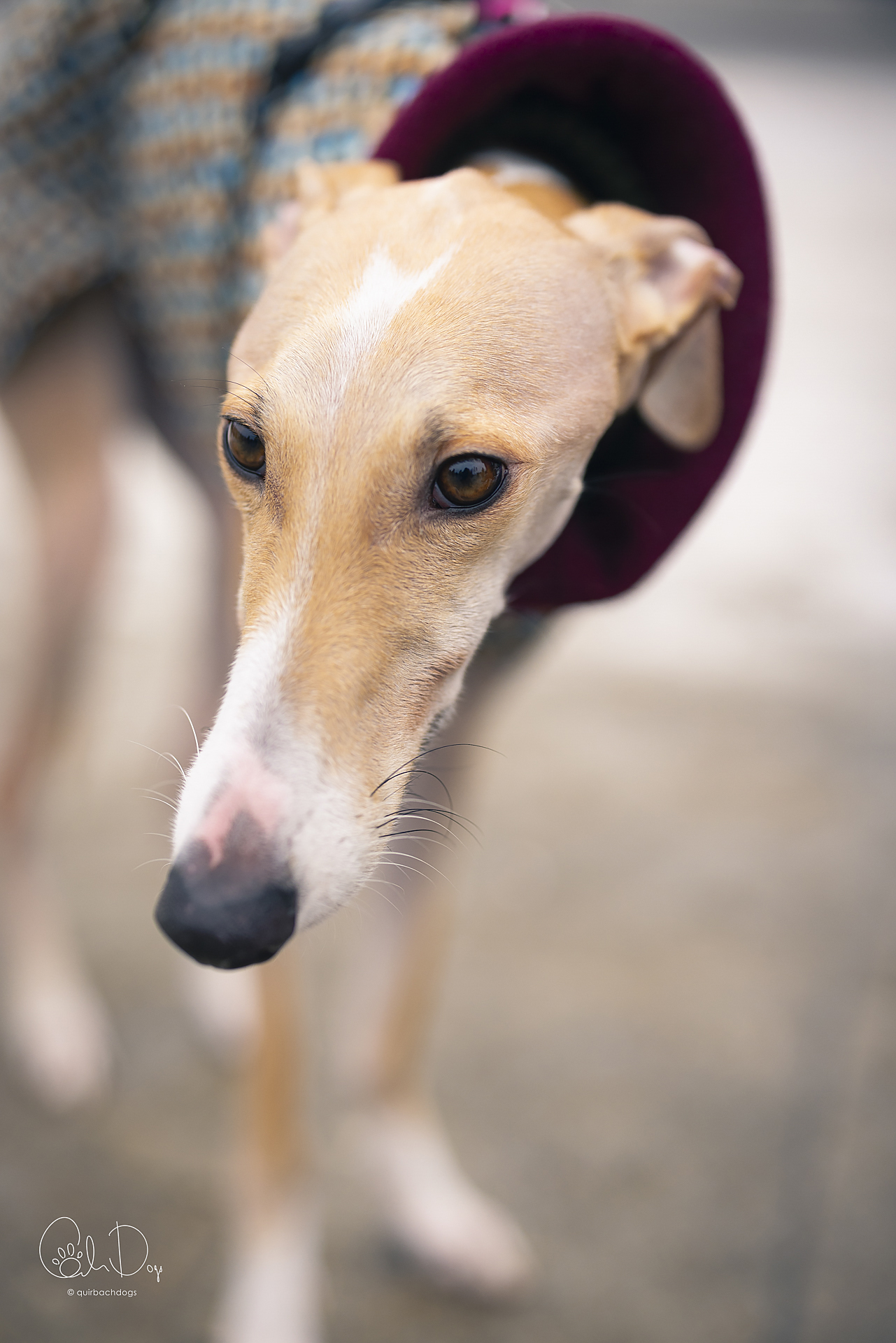 Quirbach Photography