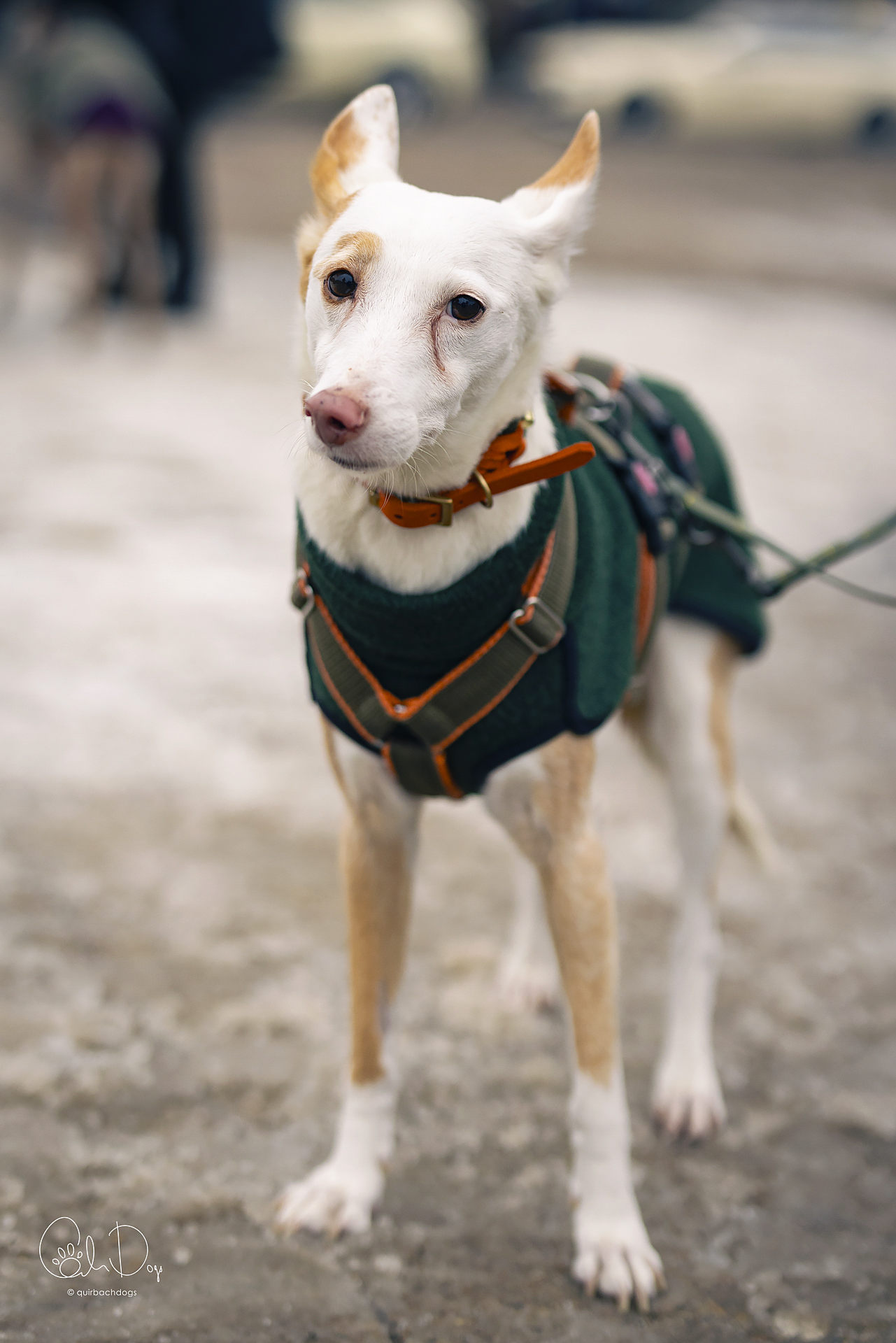 Quirbach Photography