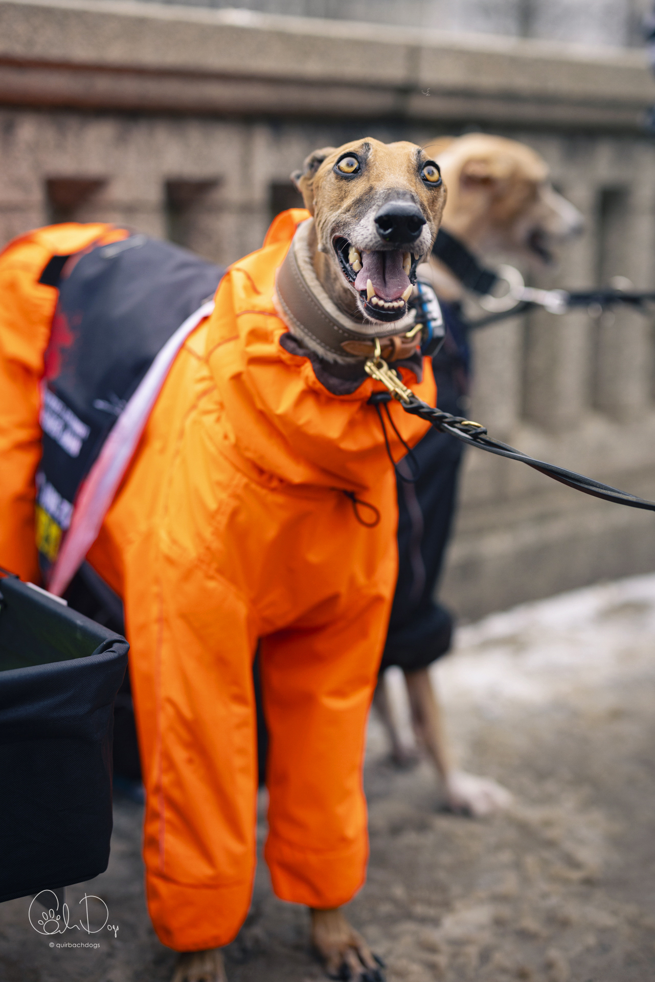 Quirbach Photography