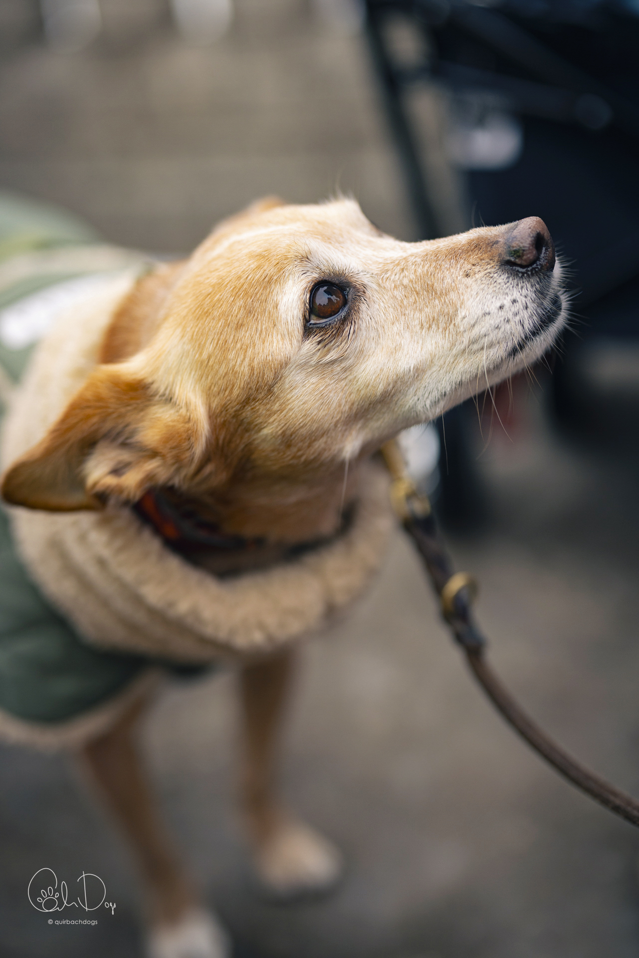 Quirbach Photography