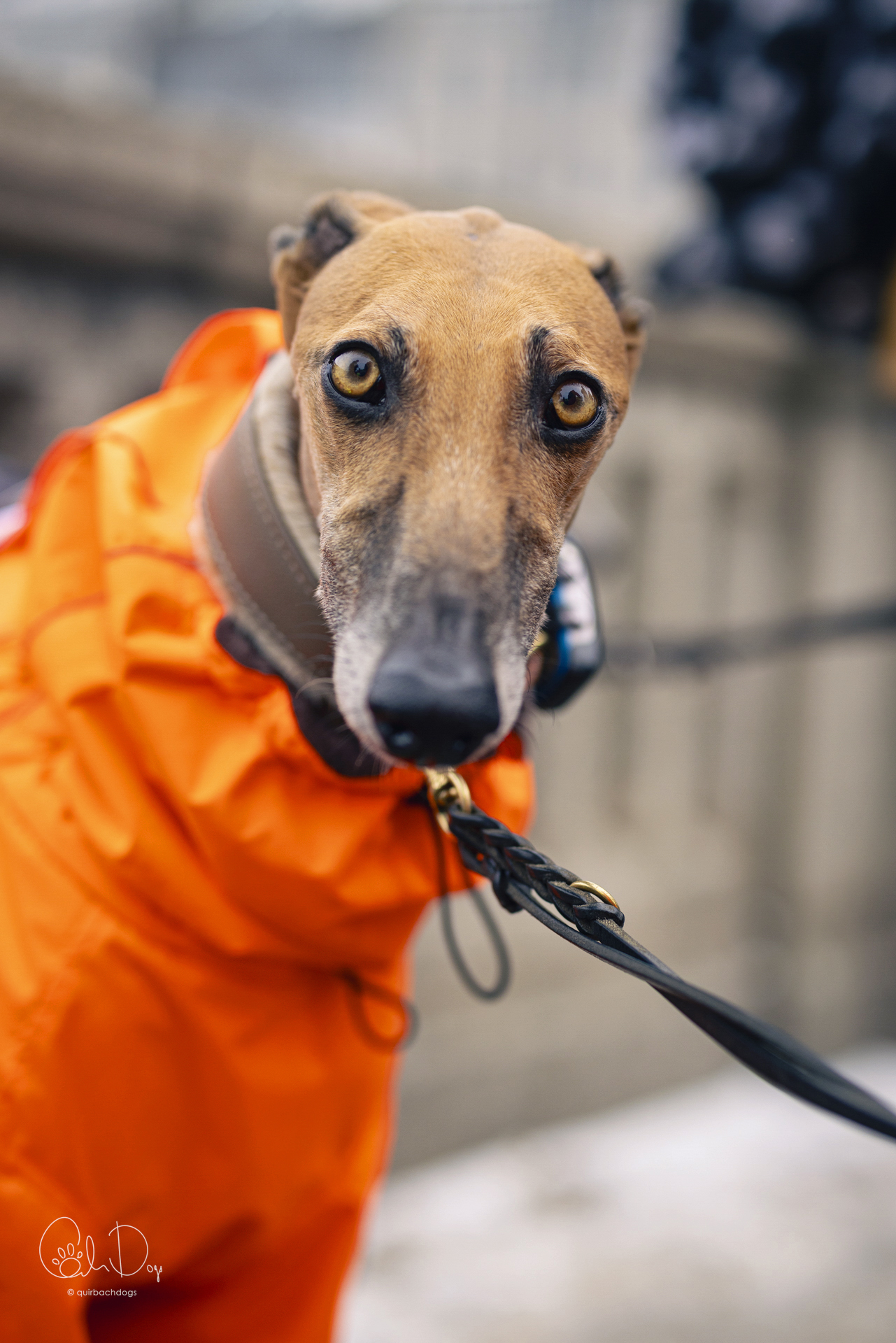 Quirbach Photography