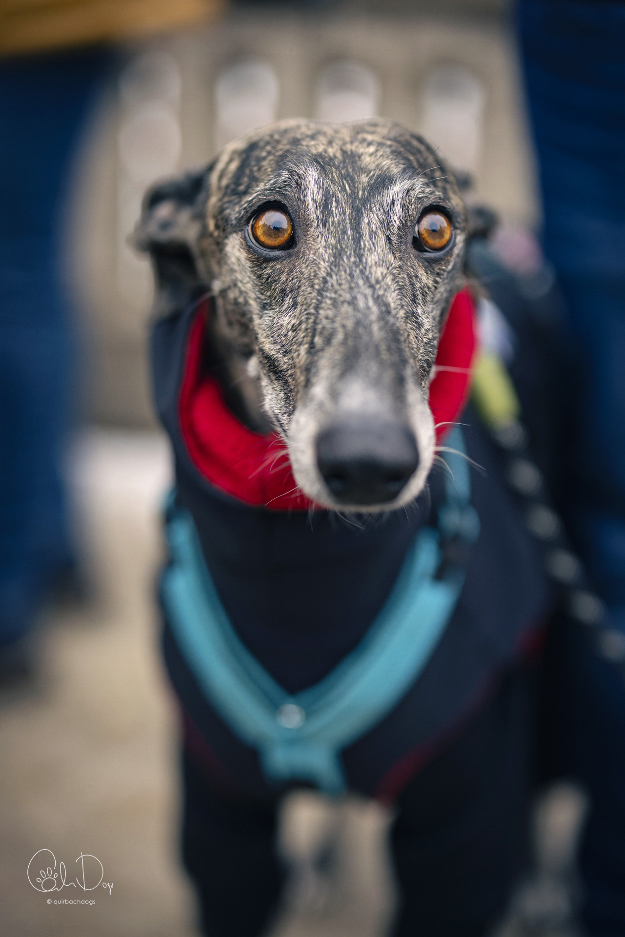 Quirbach Photography