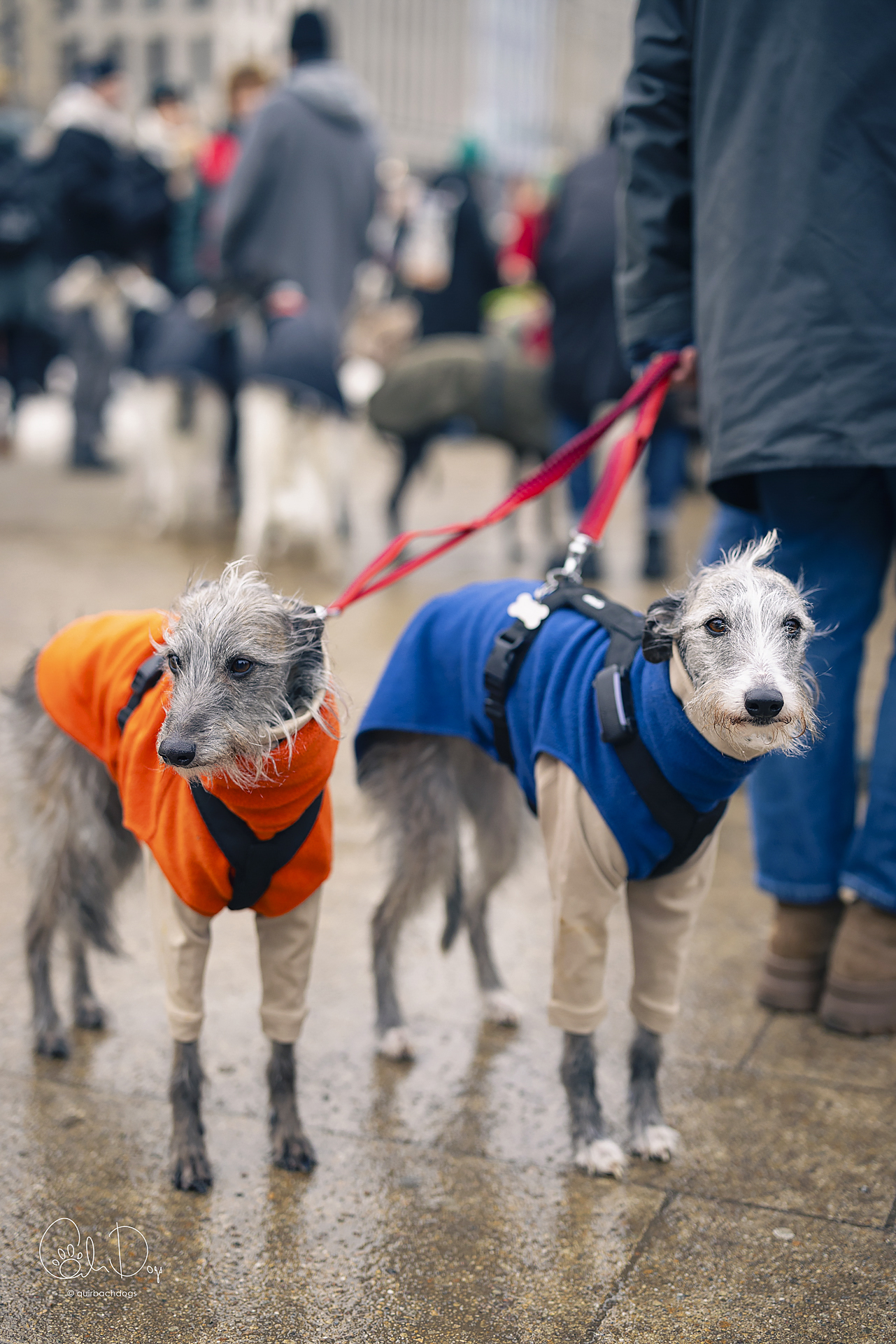 Quirbach Photography