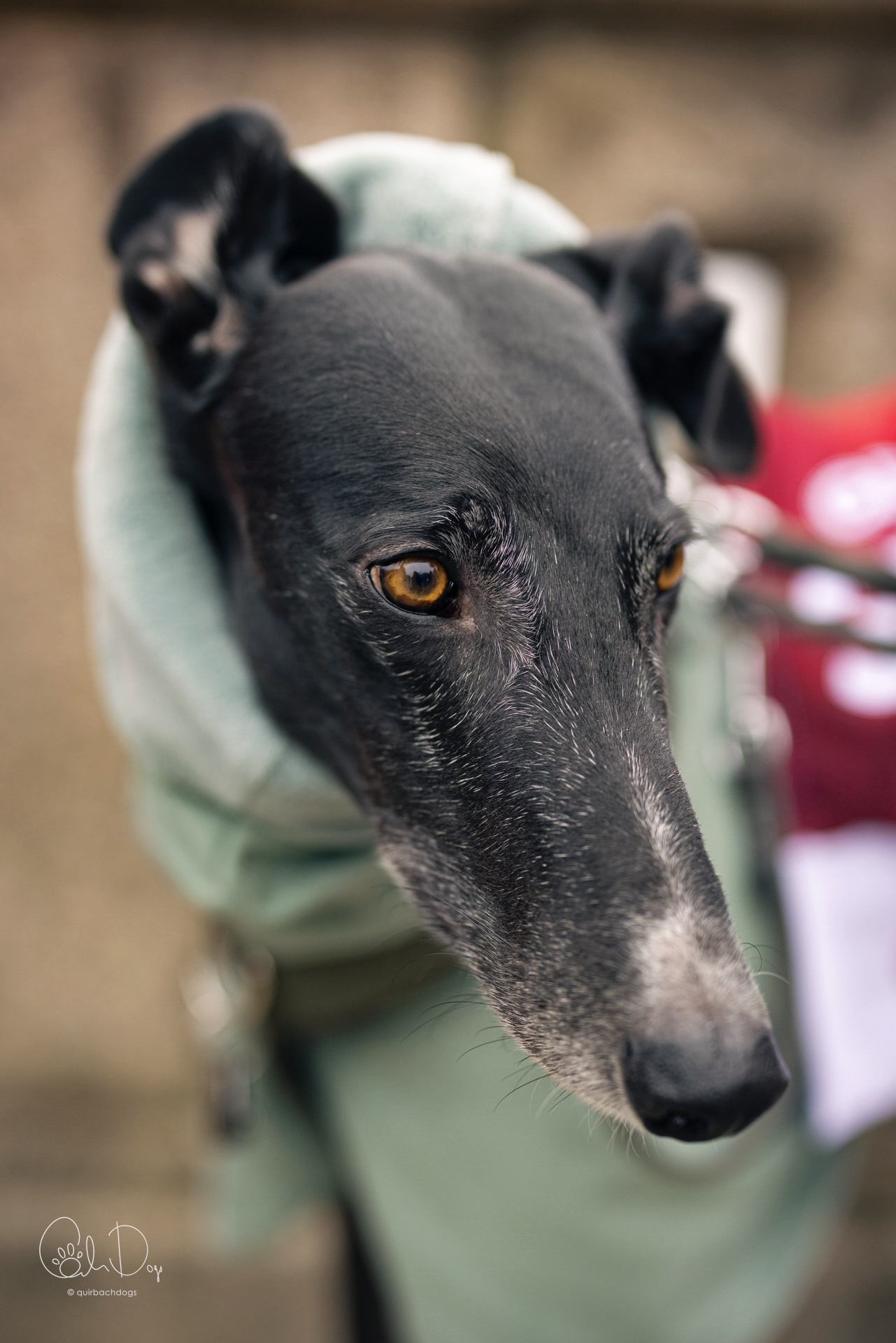 Quirbach Photography