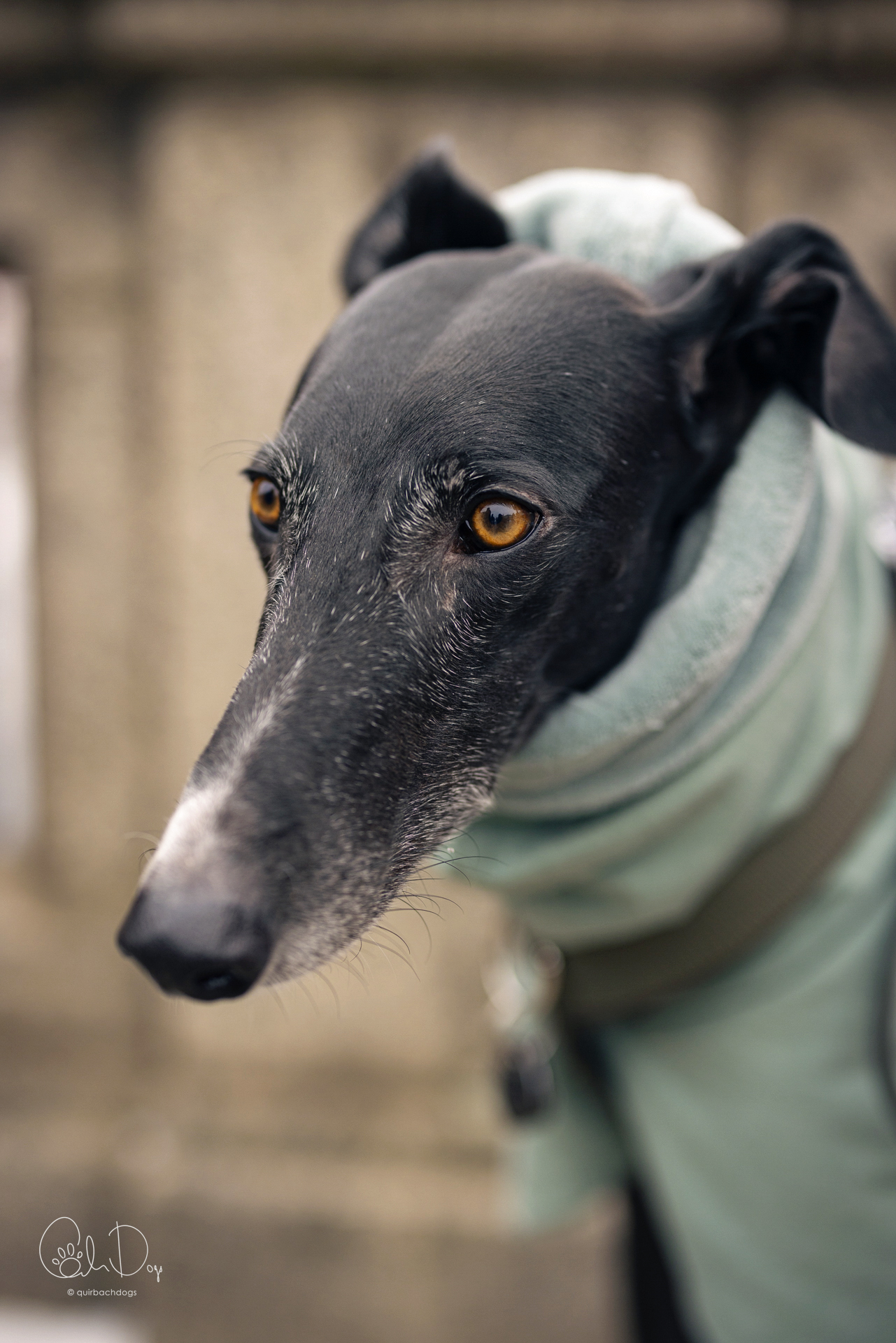 Quirbach Photography