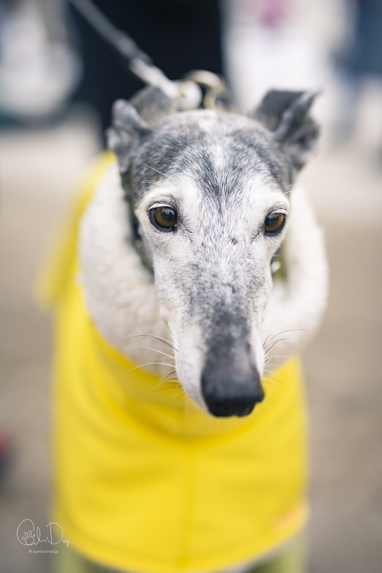 Quirbach Photography