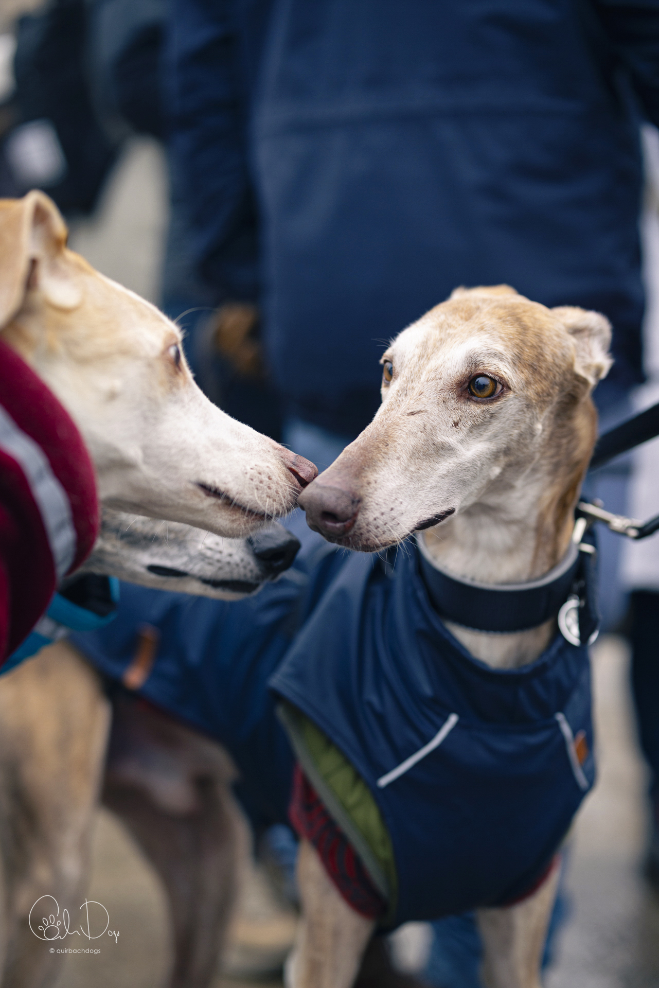 Quirbach Photography