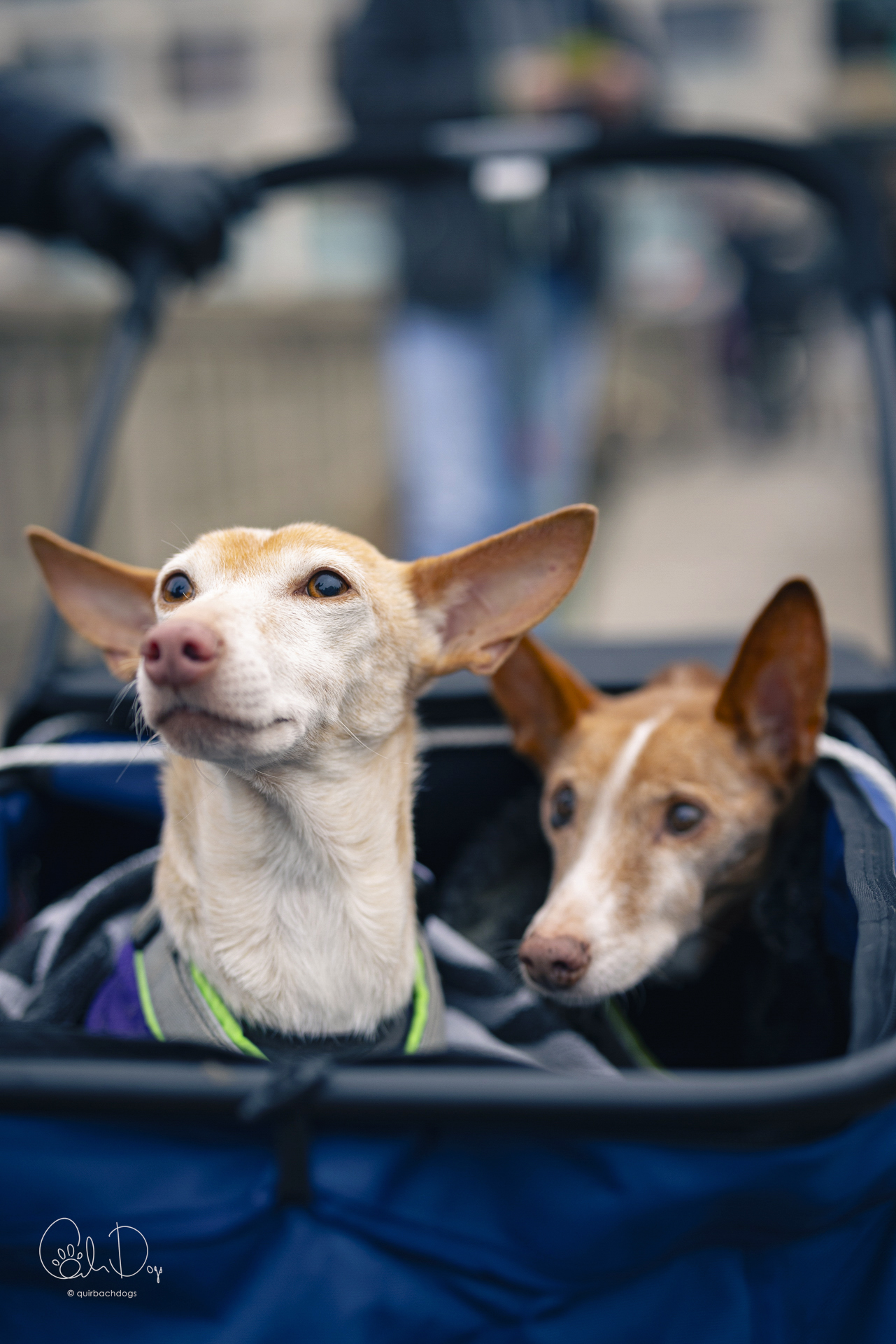 Quirbach Photography