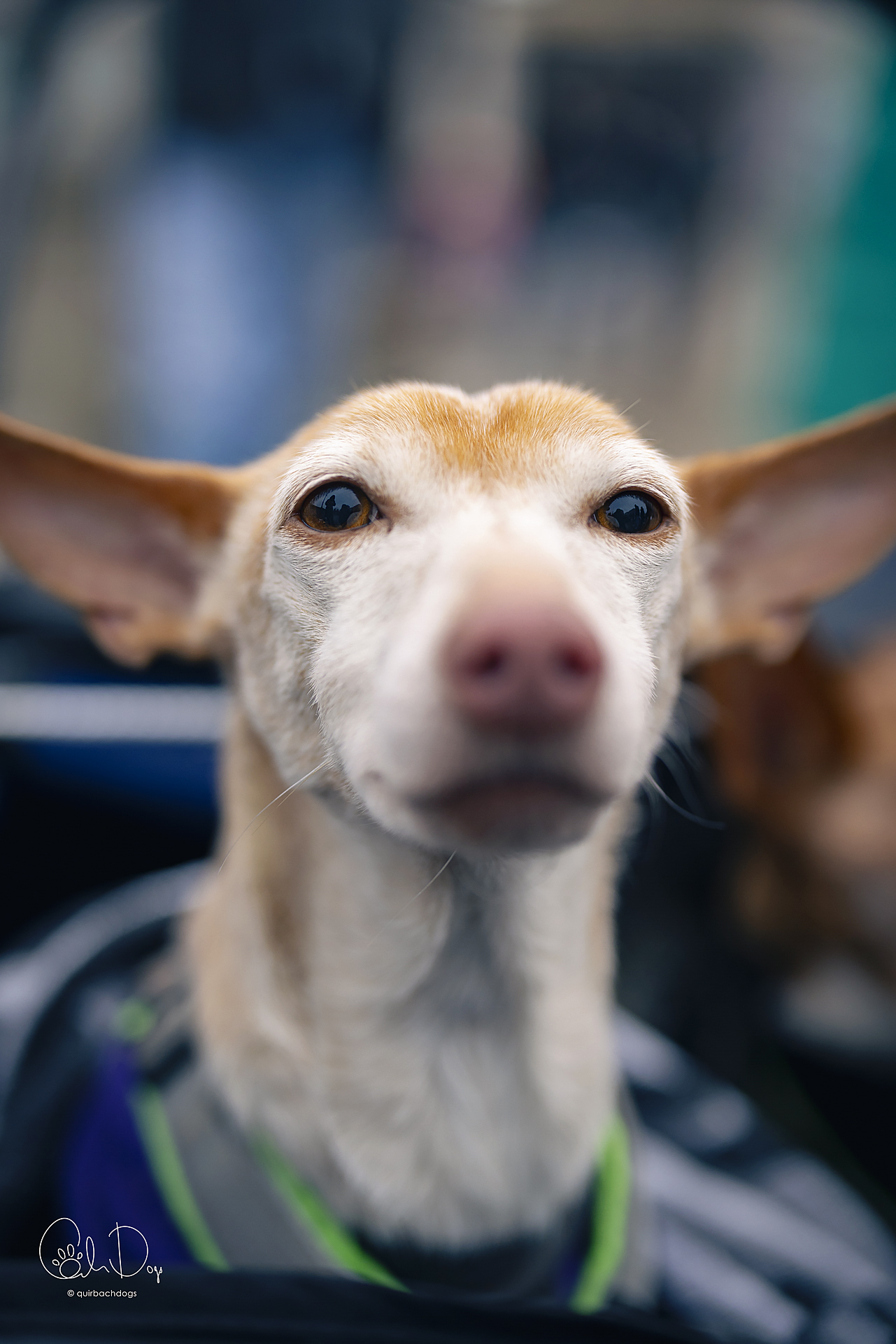 Quirbach Photography