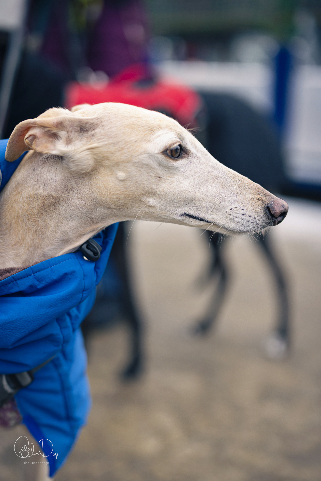 Quirbach Photography