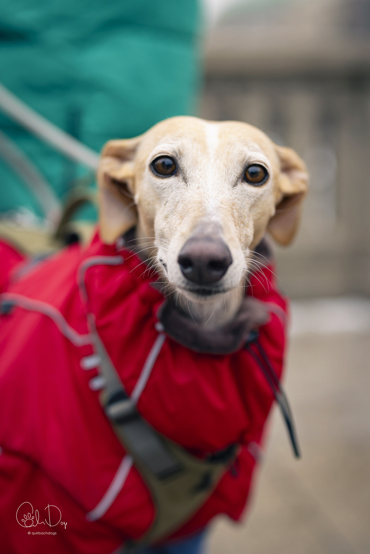 Quirbach Photography