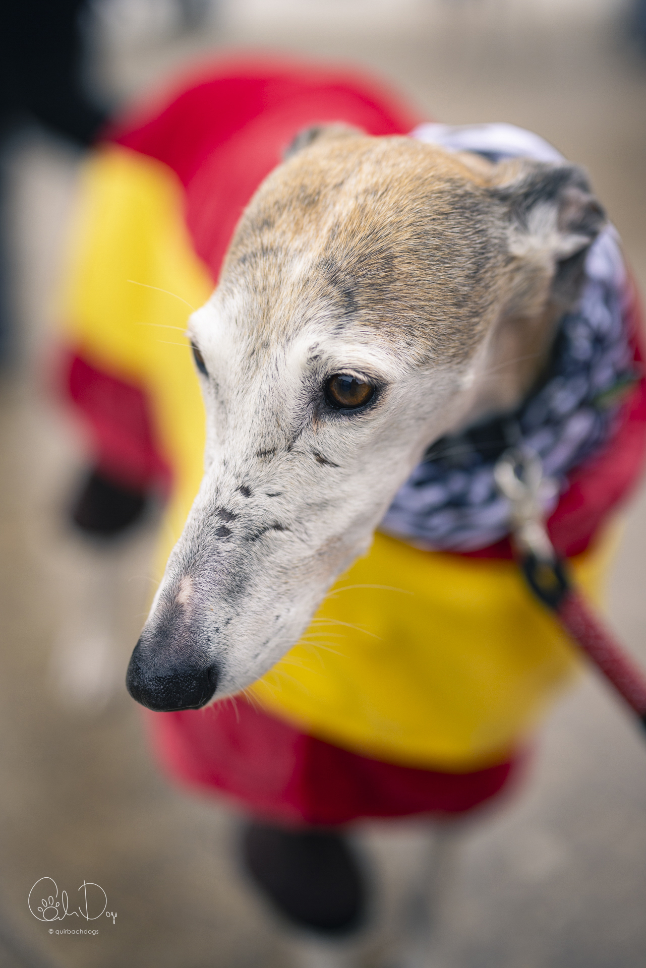 Quirbach Photography