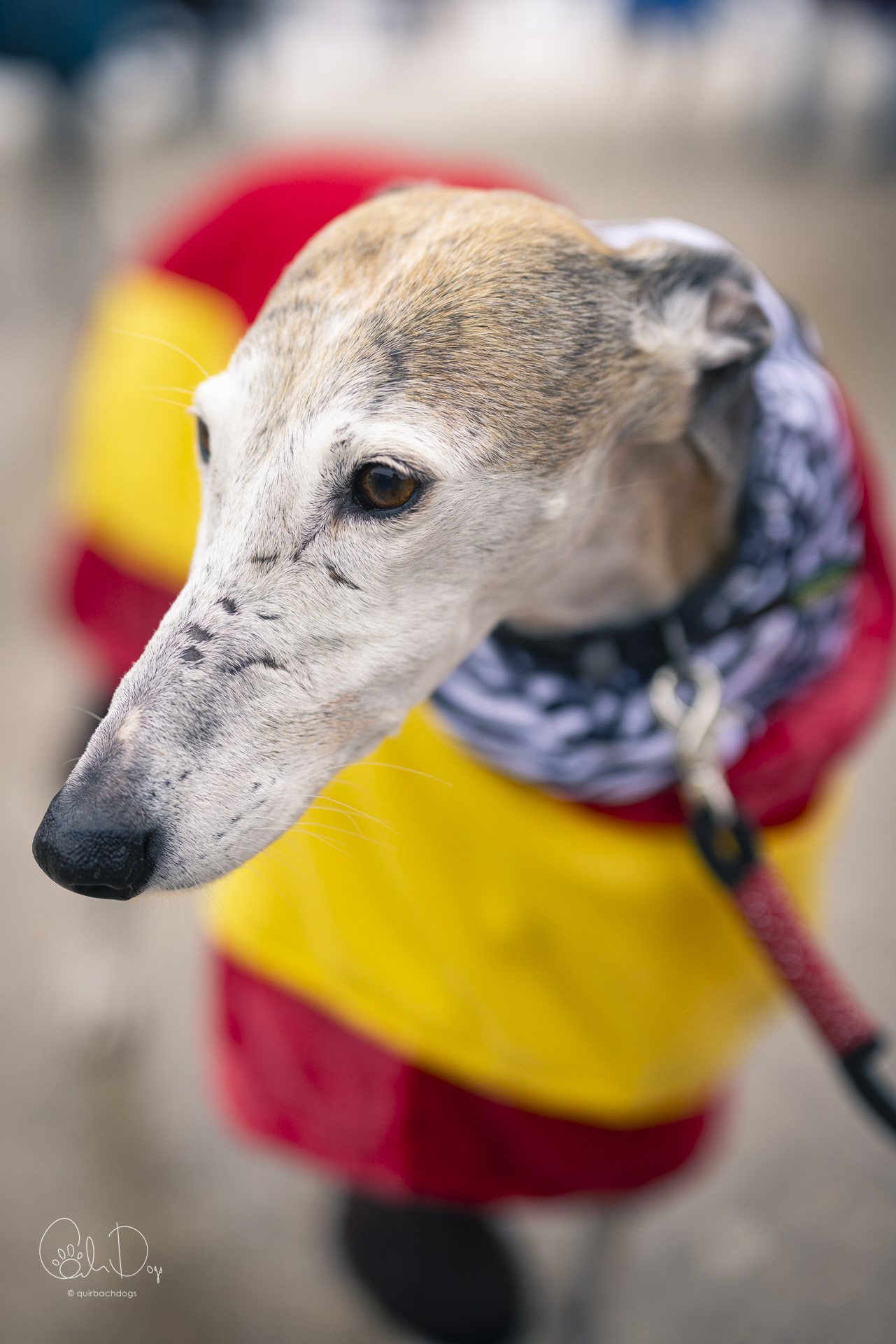 Quirbach Photography