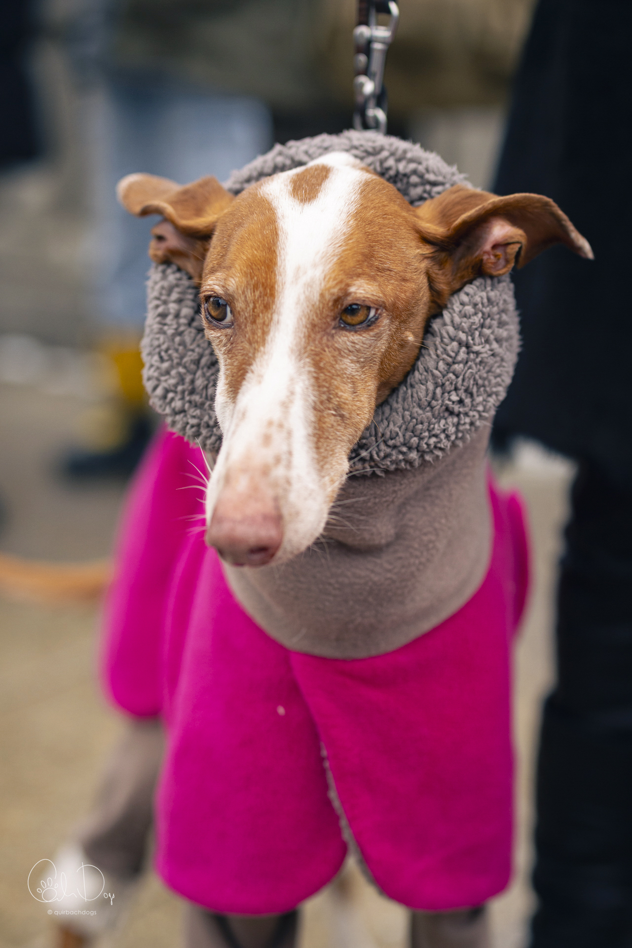 Quirbach Photography