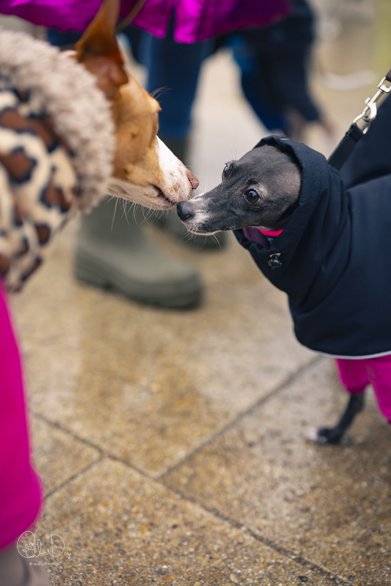 Quirbach Photography