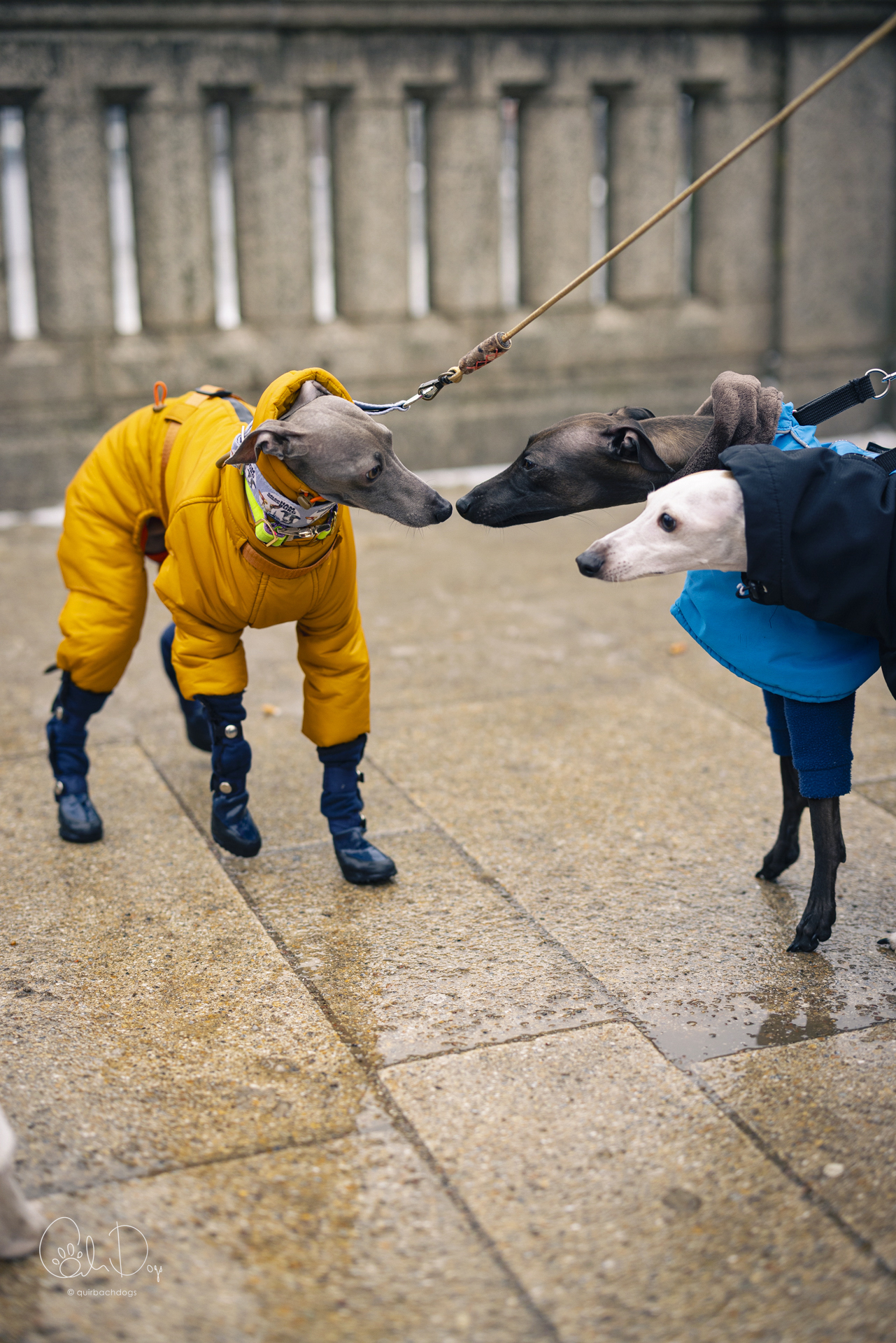 Quirbach Photography