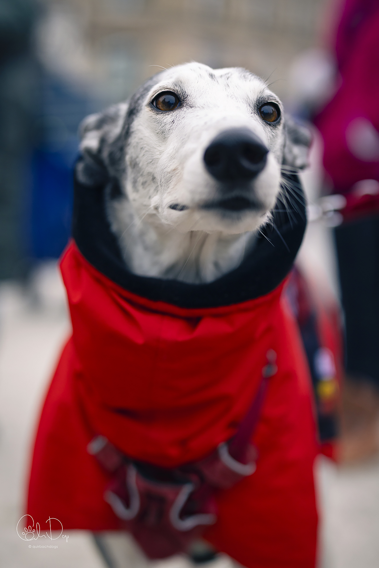 Quirbach Photography