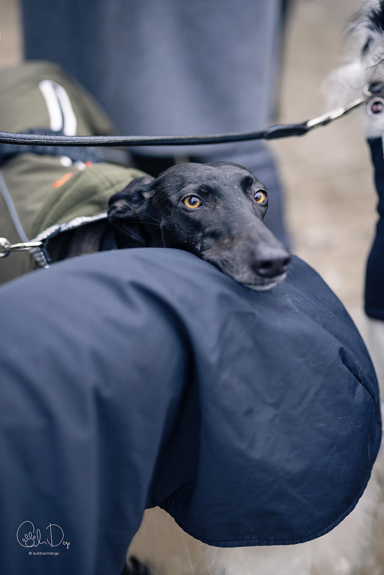 Quirbach Photography