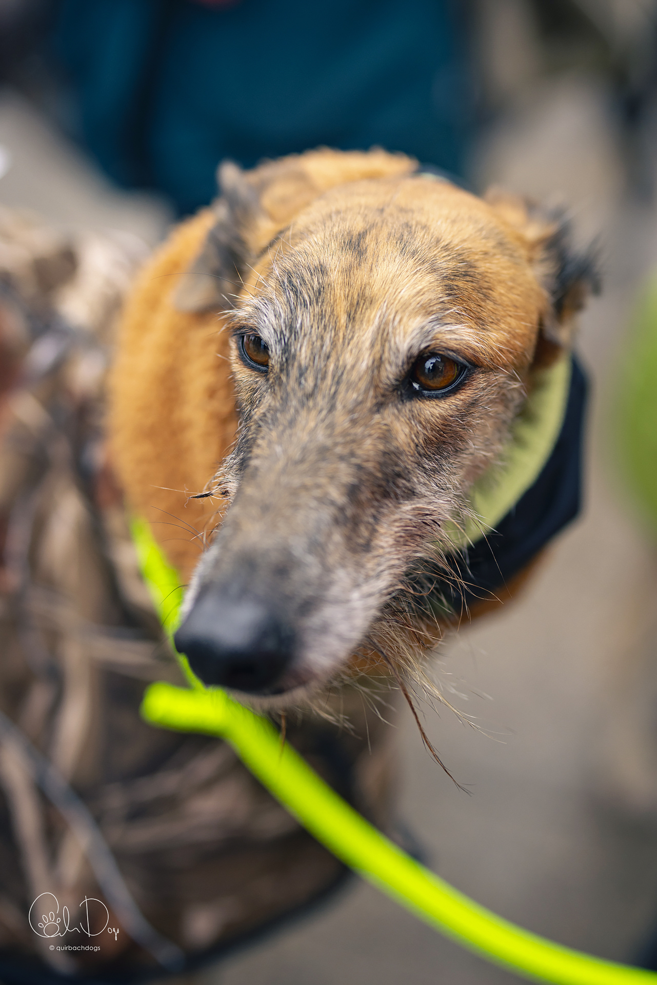 Quirbach Photography