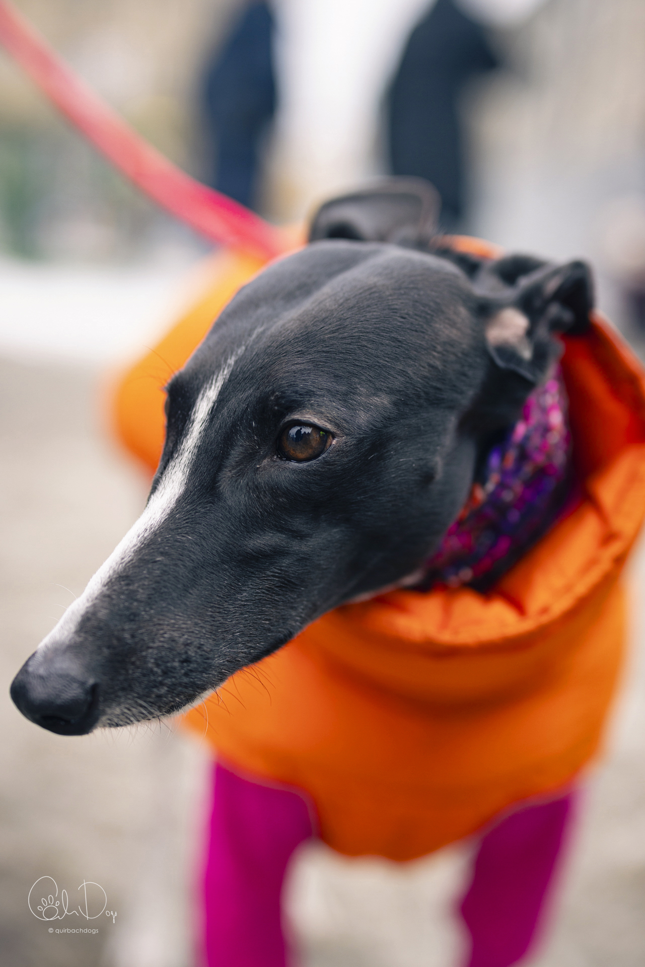 Quirbach Photography