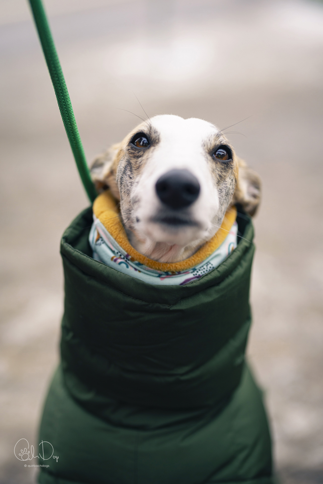 Quirbach Photography