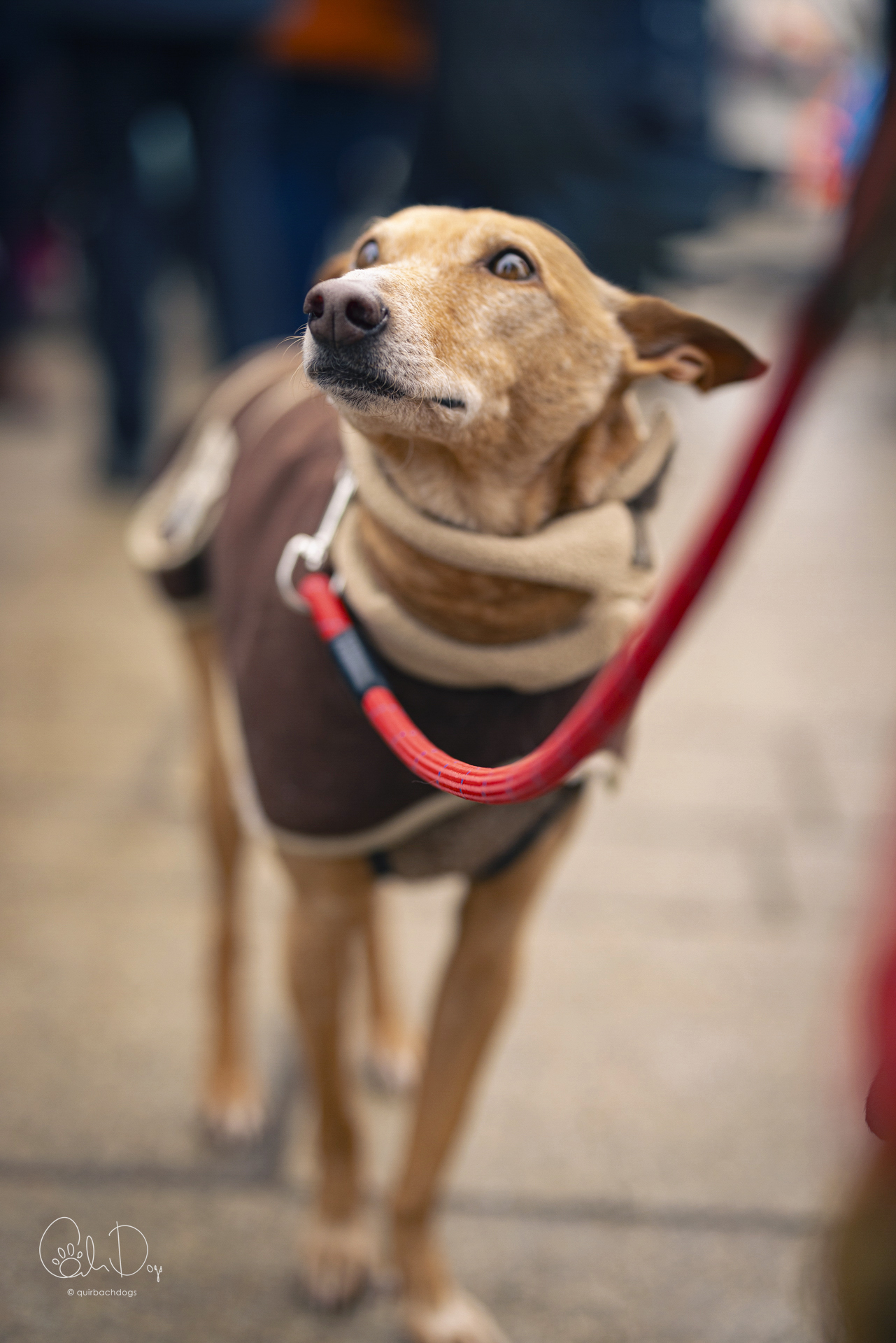 Quirbach Photography