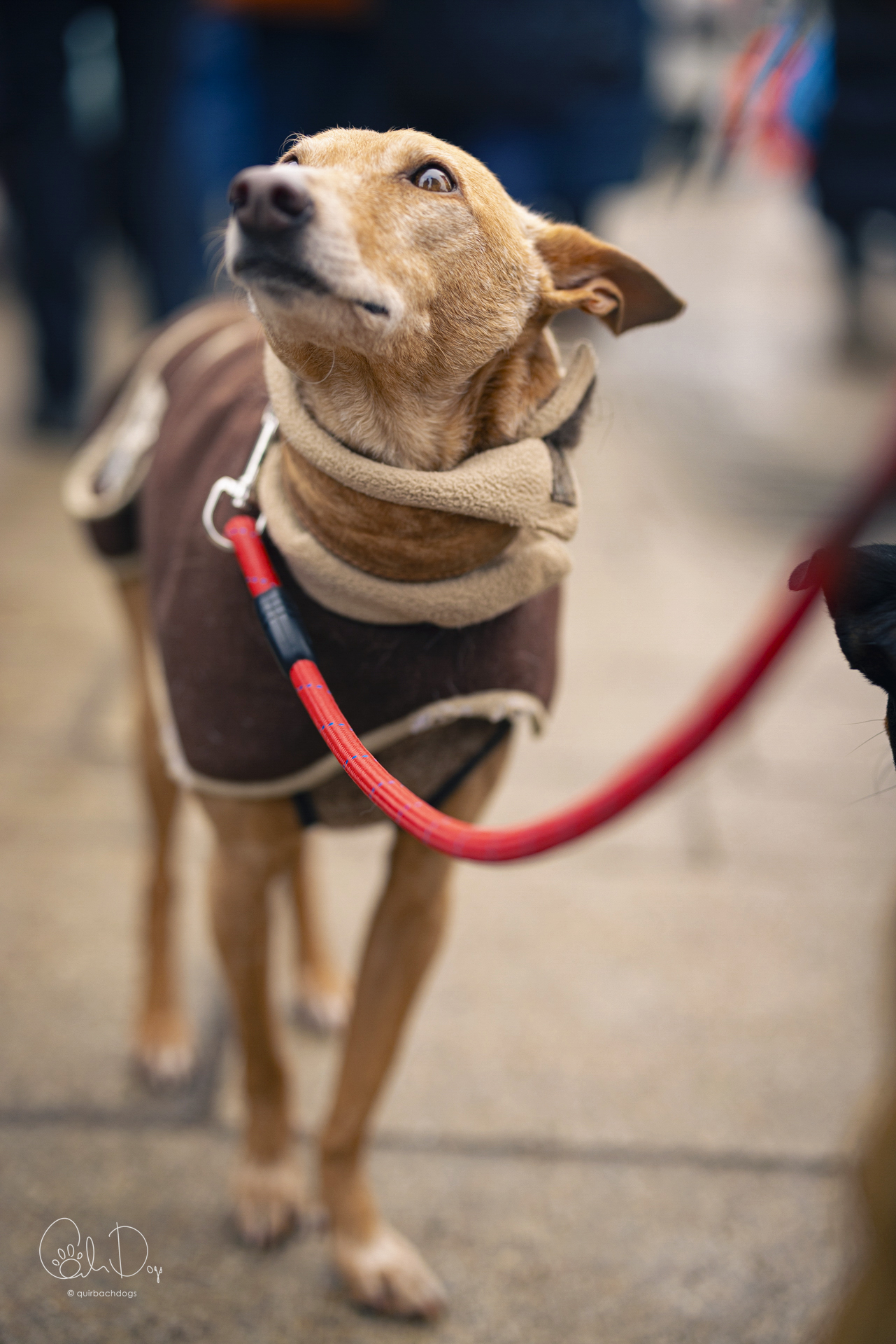 Quirbach Photography