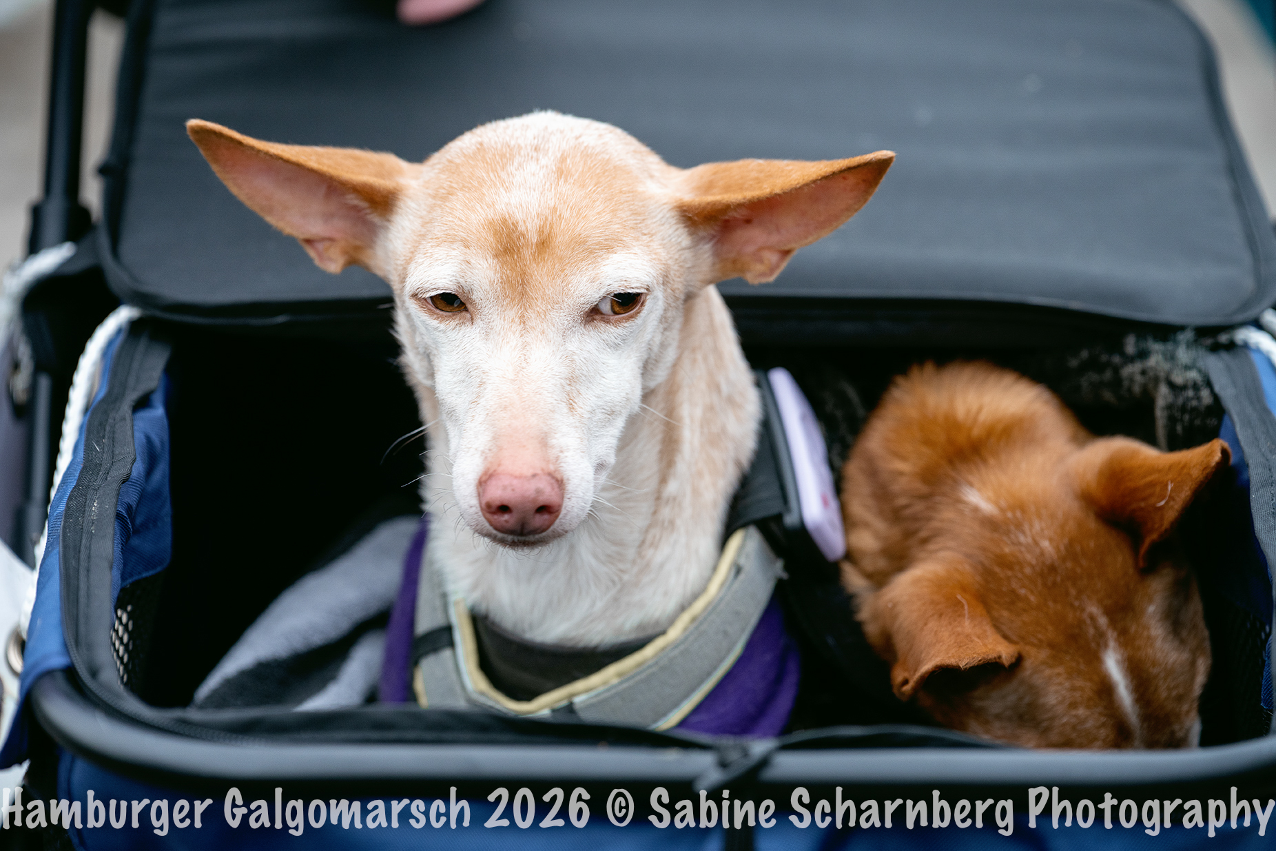 _Sabine Scharnberg Photography_BIN8538-Bearbeitet_Web