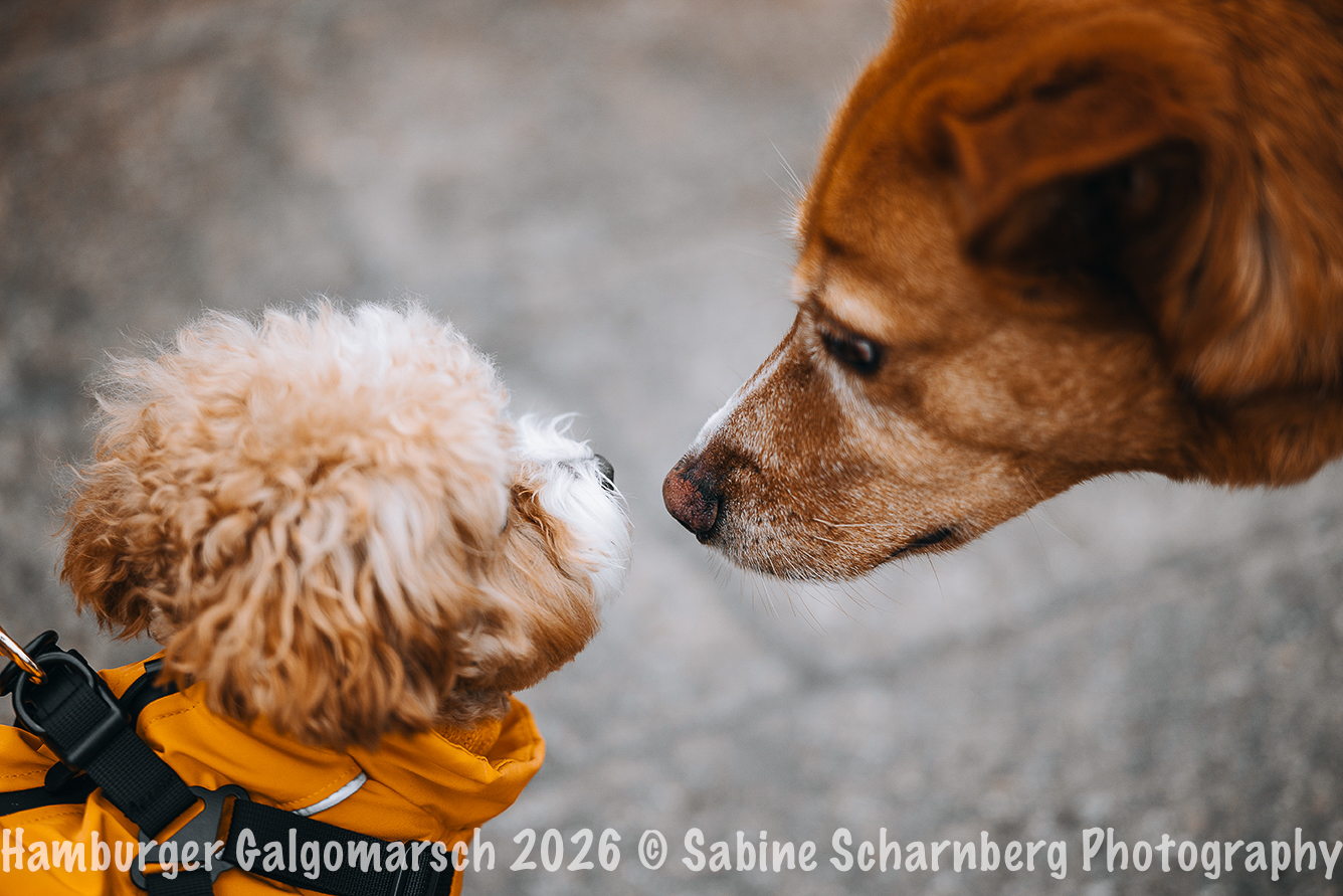 _Sabine Scharnberg Photography_Z503045-Bearbeitet_Web