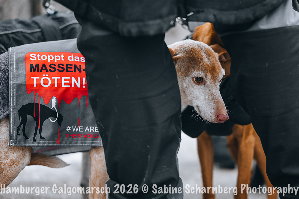 _Sabine Scharnberg Photography_Z503069-Bearbeitet_Web